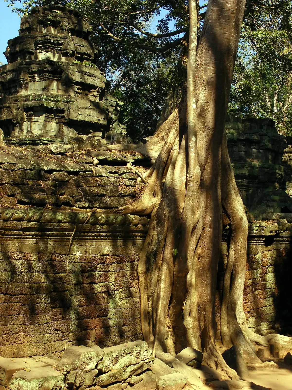 Racines d’un fromager enserrant le mur de latérite d’un temple d’Angkor