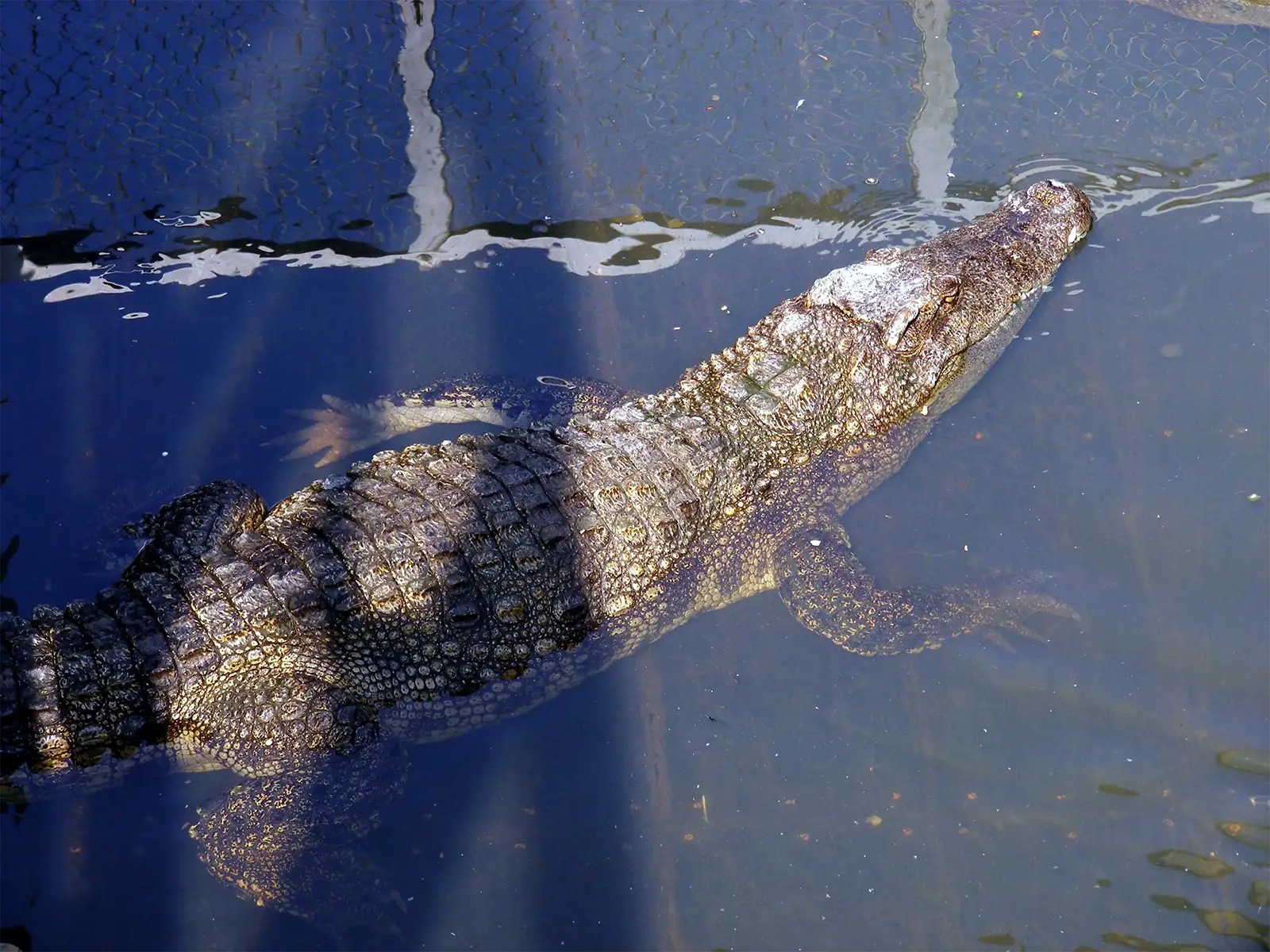 Crocodile flottant à la surface d’un bassin aux environs de Siem Reap