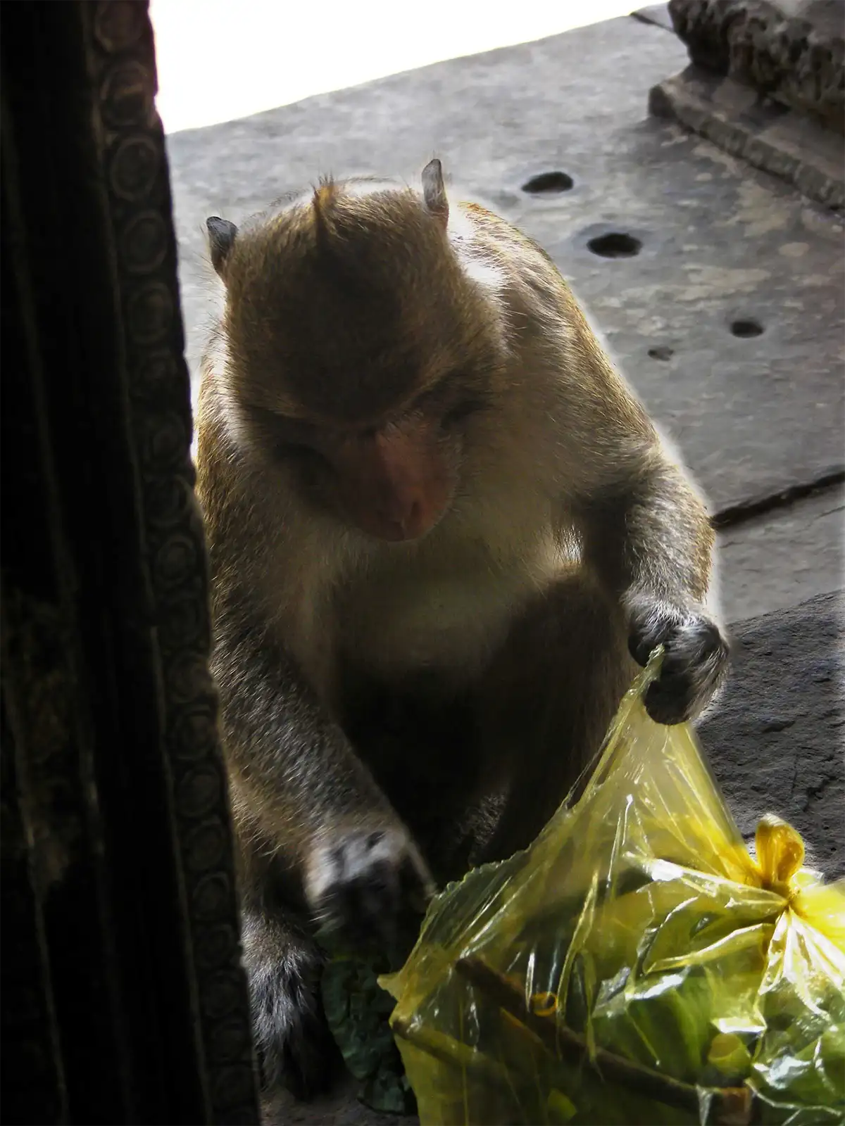 Macaque fouillant un sac plastique sur le seuil d’un temple d’Angkor
