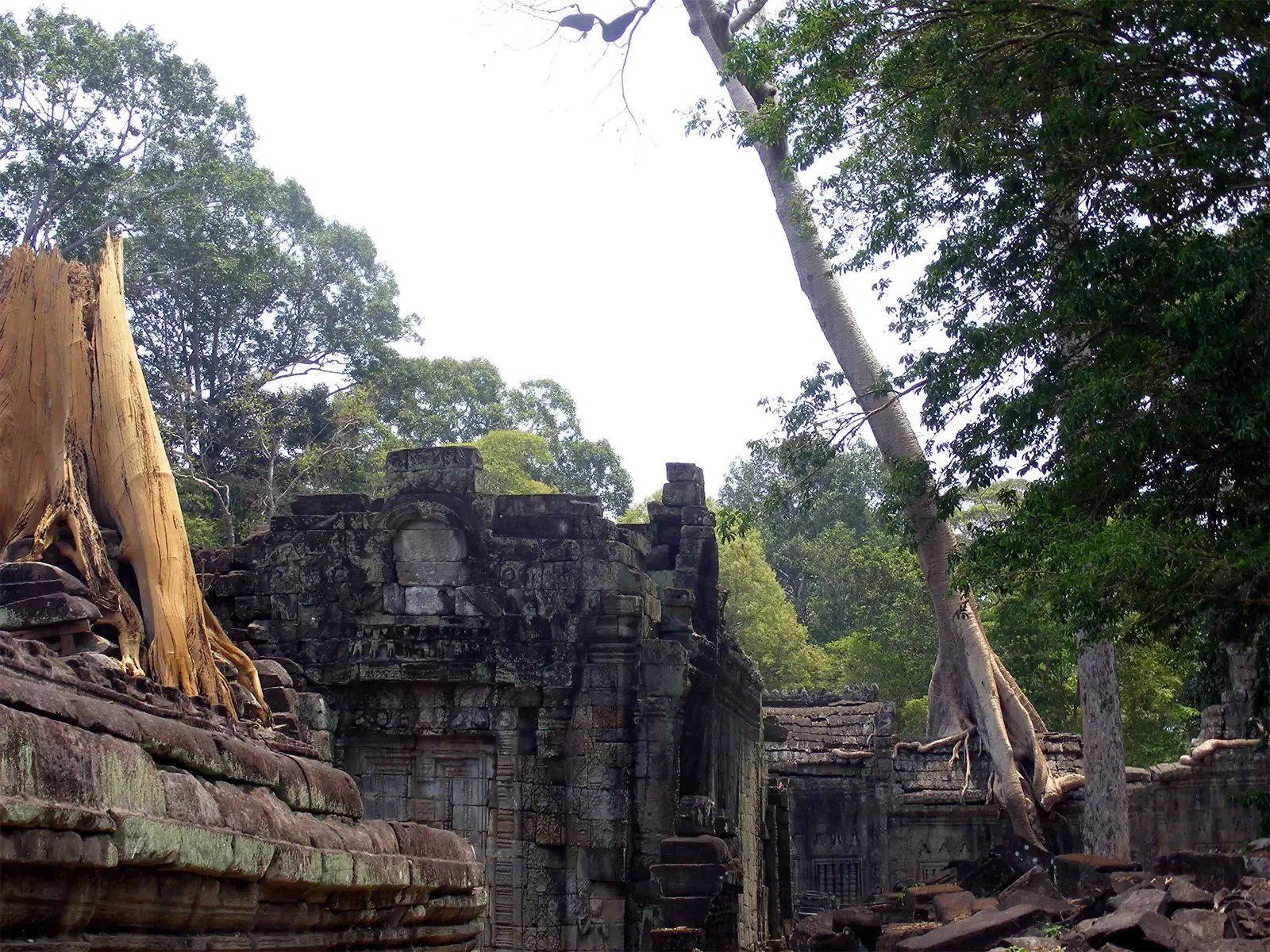Ruines d’un temple khmer envahies par de grands arbres dans la forêt d’Angkor