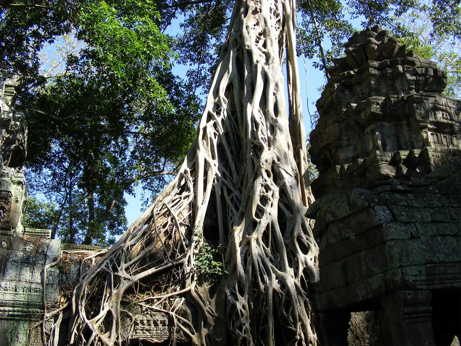 Racines d’un arbre géant enlaçant les pierres du temple de Ta Prohm à Angkor