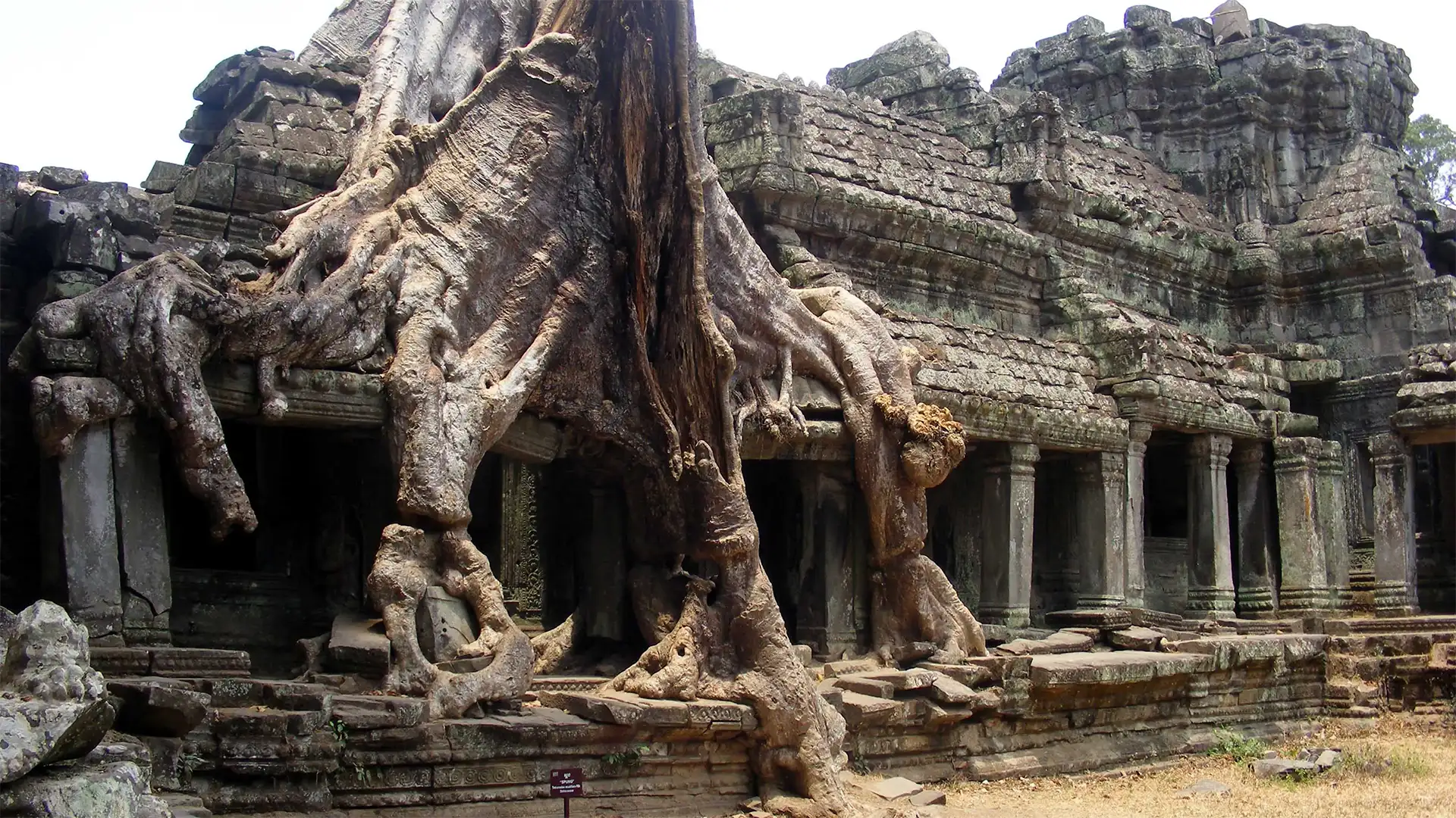 Fromager aux racines tentaculaires recouvrant une galerie du temple de Ta Prohm à Angkor