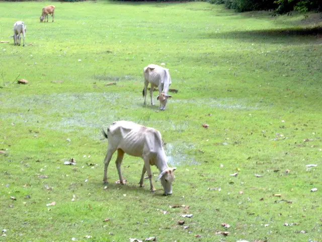 Vaches maigres broutant dans une prairie verdoyante de la campagne cambodgienne