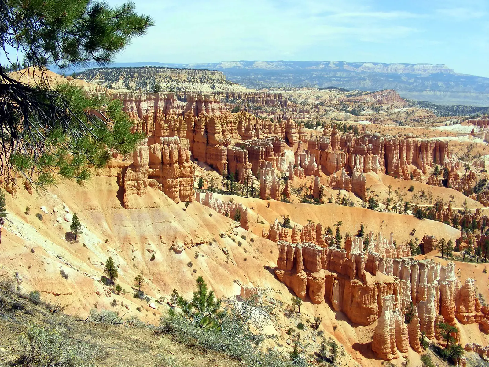 Branche de pin au premier plan et cheminées de fée orangées de Bryce Canyon jusqu’à l’horizon