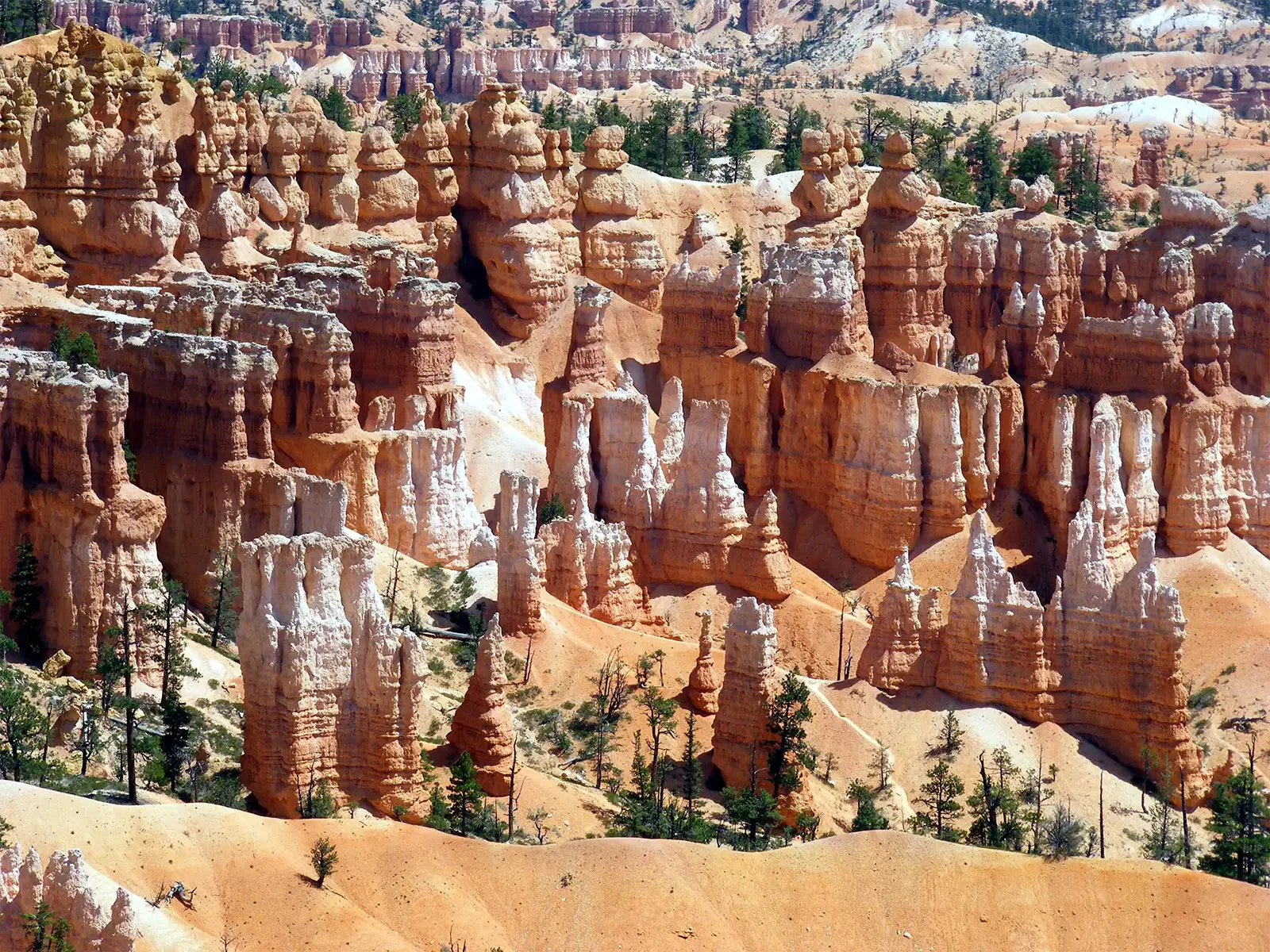 Forêt de cheminées de fée orange et blanches parsemée de pins dans l’amphithéâtre de Bryce Canyon