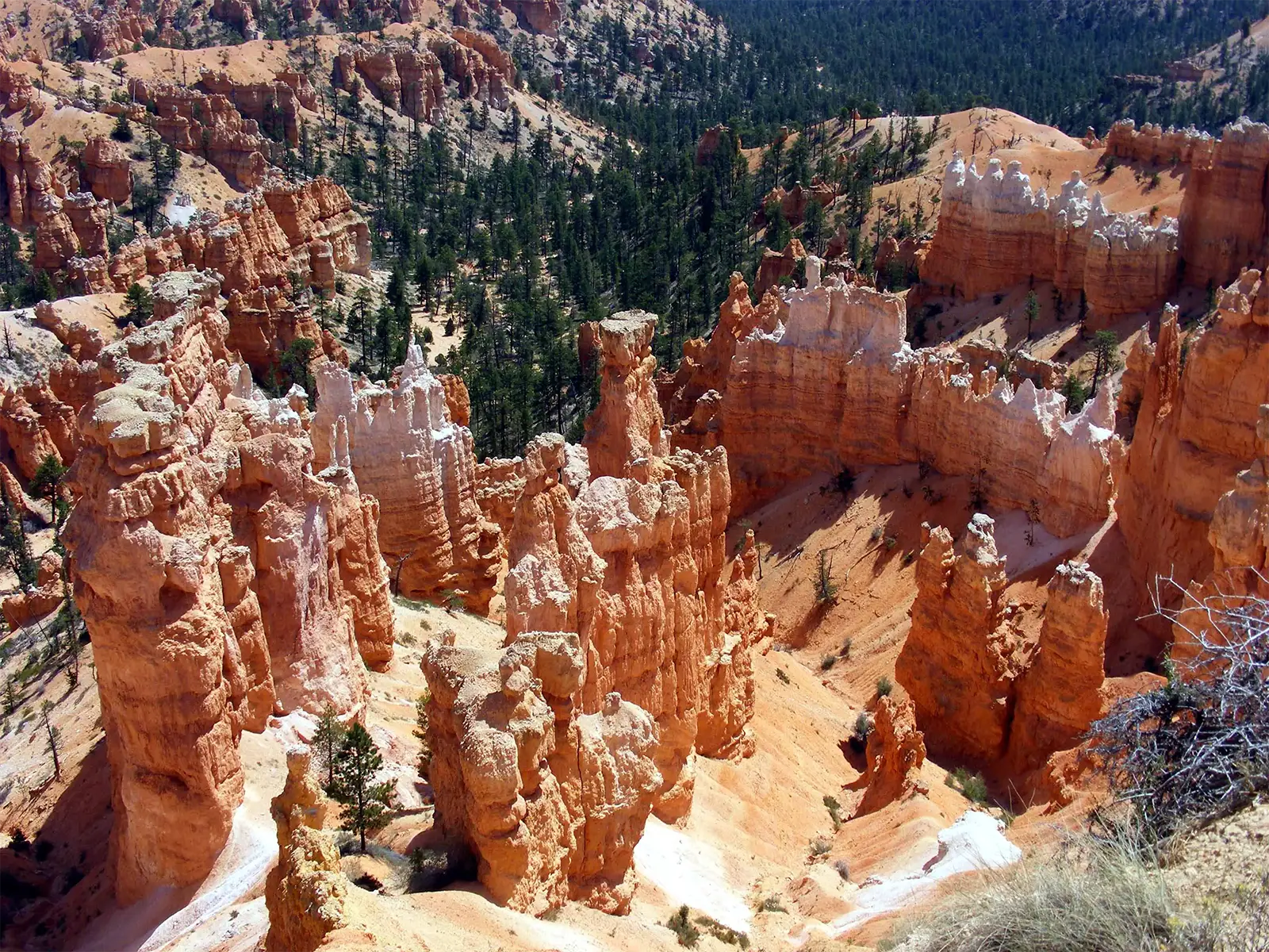 Hoodoos sculptés par l’érosion au-dessus d’une forêt de pins, à Bryce Canyon dans l’Utah
