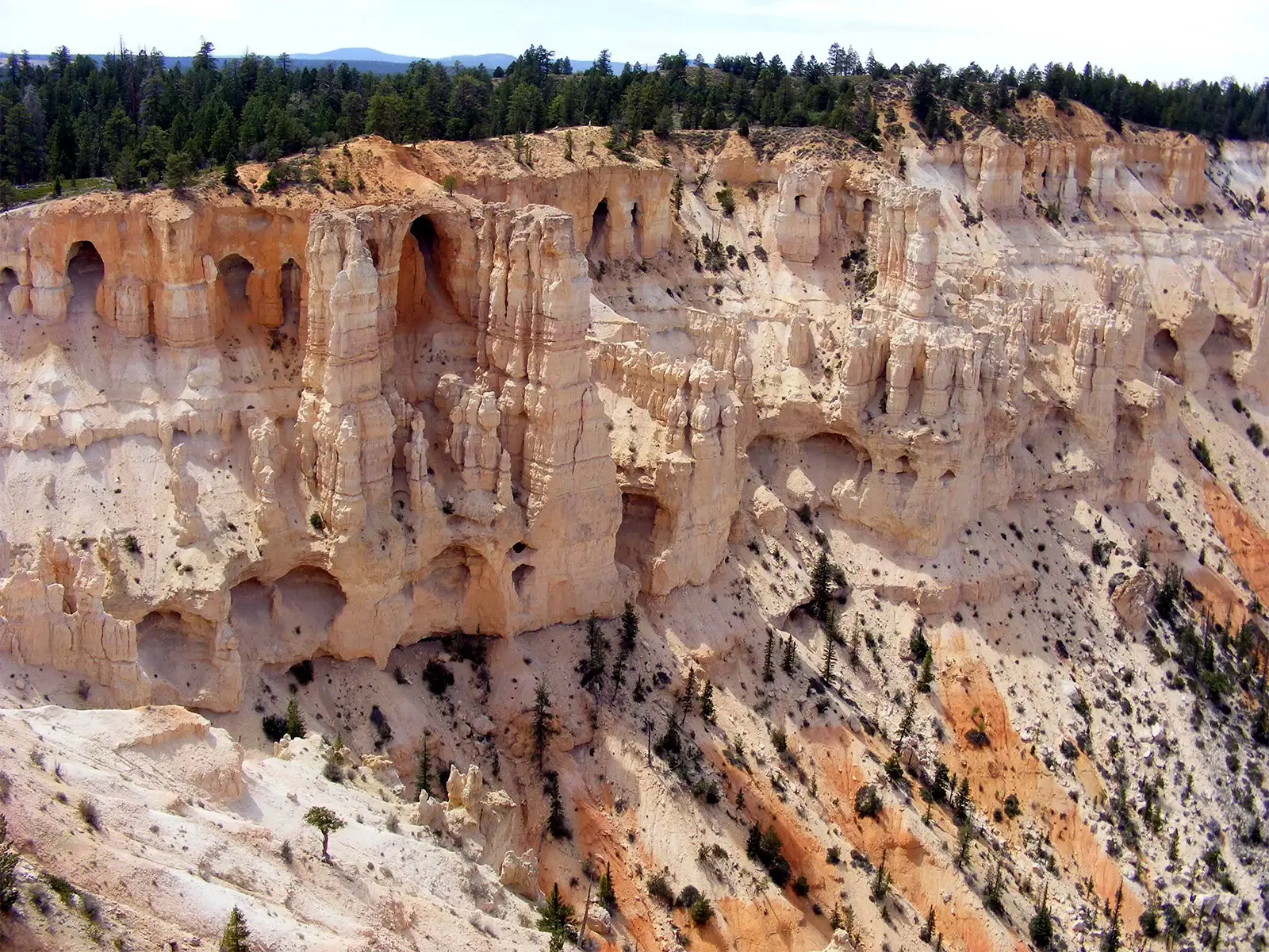 Falaise blanche creusée d’arches et de fenêtres sous la forêt du plateau, à Bryce Canyon