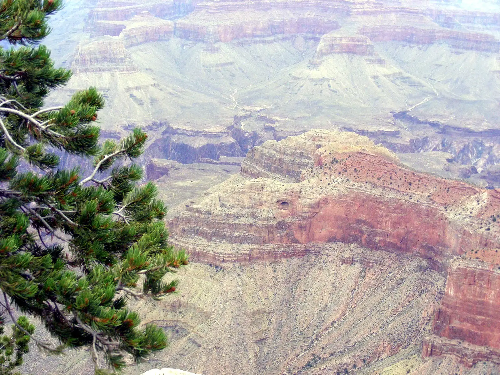 Branche de pin au premier plan et falaises rouges en gradins dans les profondeurs du Grand Canyon