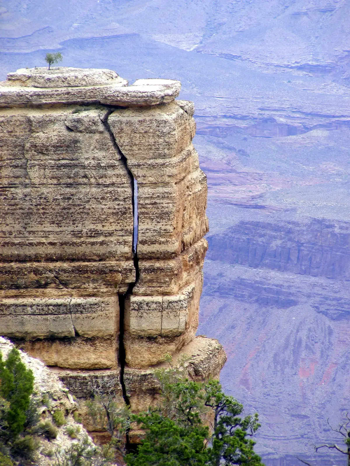 Pilier de roche fendu en deux et coiffé d’un petit arbre au bord du Grand Canyon