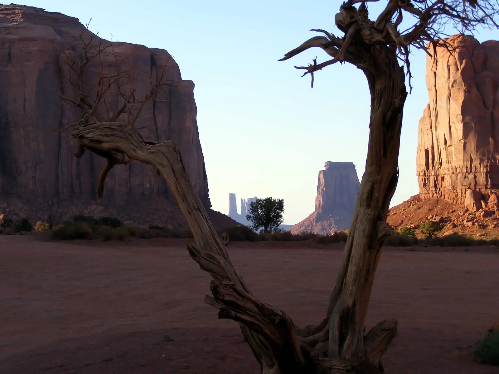 Arbre mort au tronc tordu encadrant une butte lointaine entre deux falaises de Monument Valley