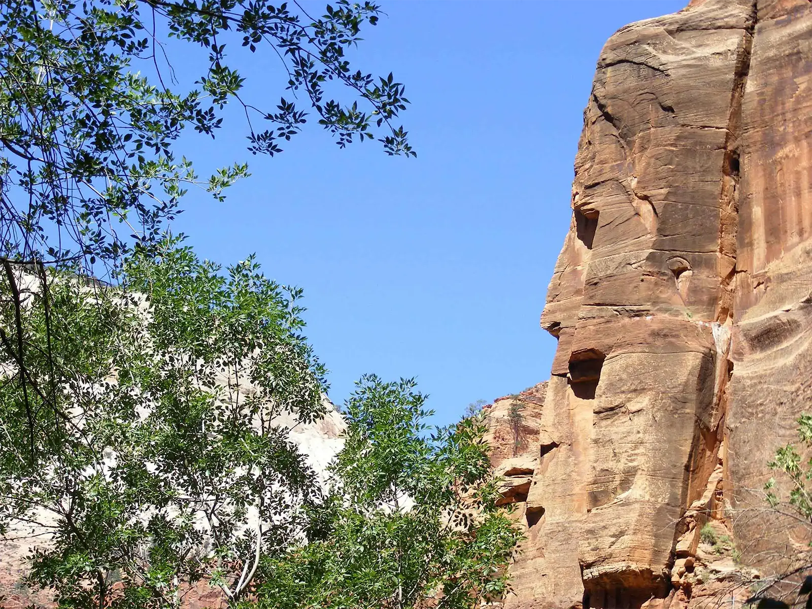 Paroi de grès doré encadrée par le feuillage des arbres, dans le canyon de Zion