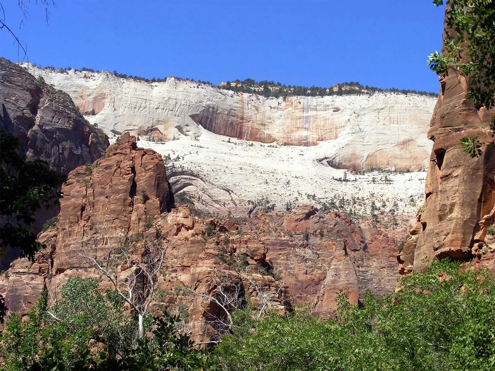 Grande falaise blanche au-dessus de rochers rouges et d’arbres verts dans le parc national de Zion