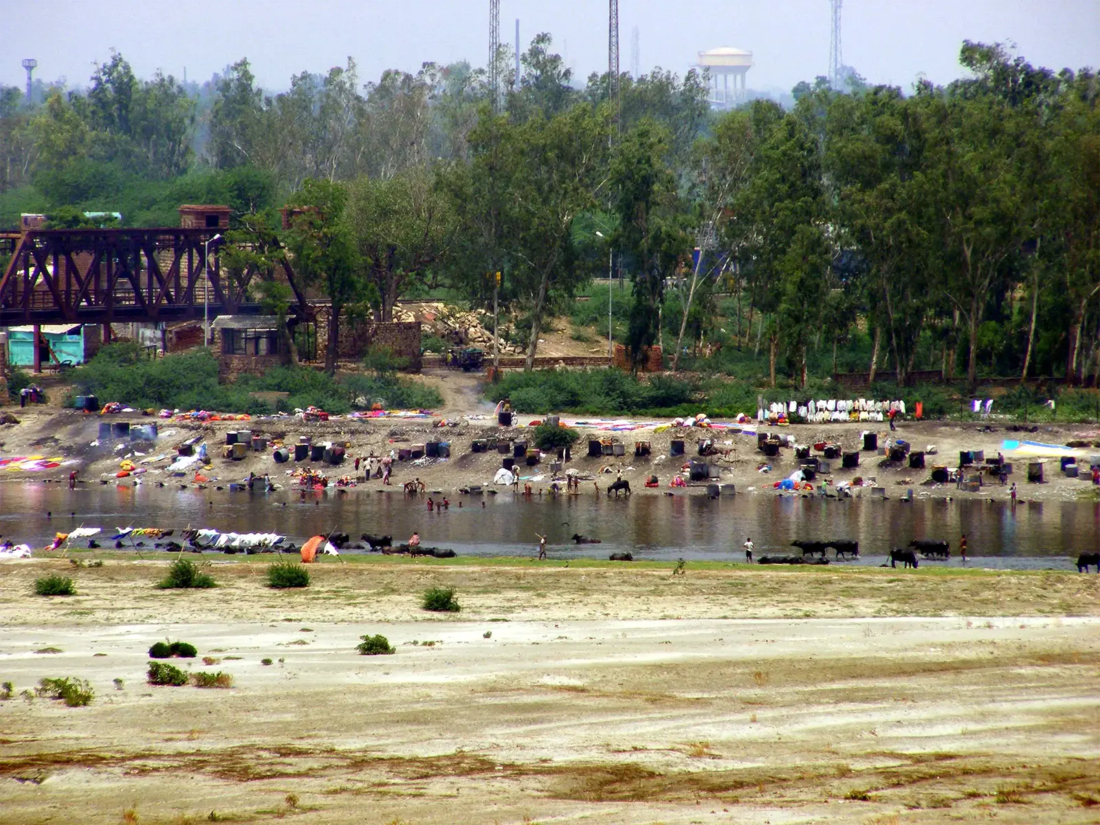 Linge qui sèche et buffles dans l’eau sur la rive de la Yamuna à Agra