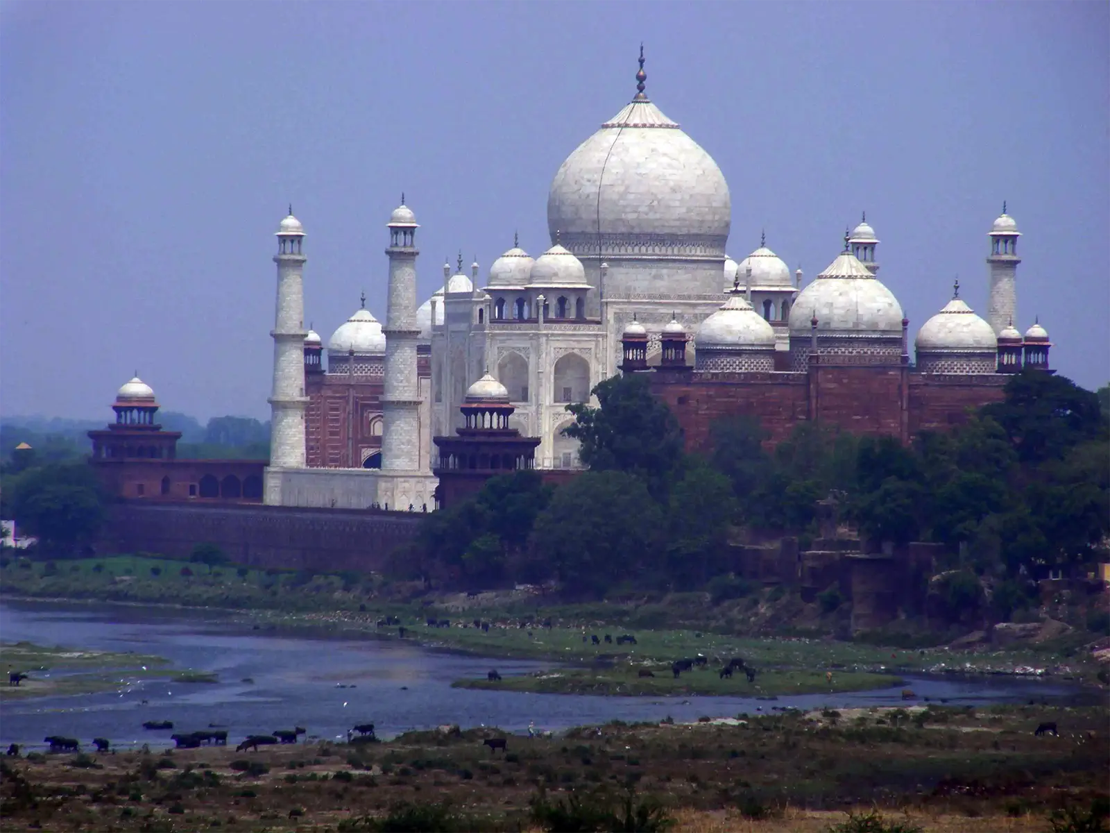 Le Taj Mahal au-dessus de la Yamuna où paissent des buffles, vu de loin à Agra
