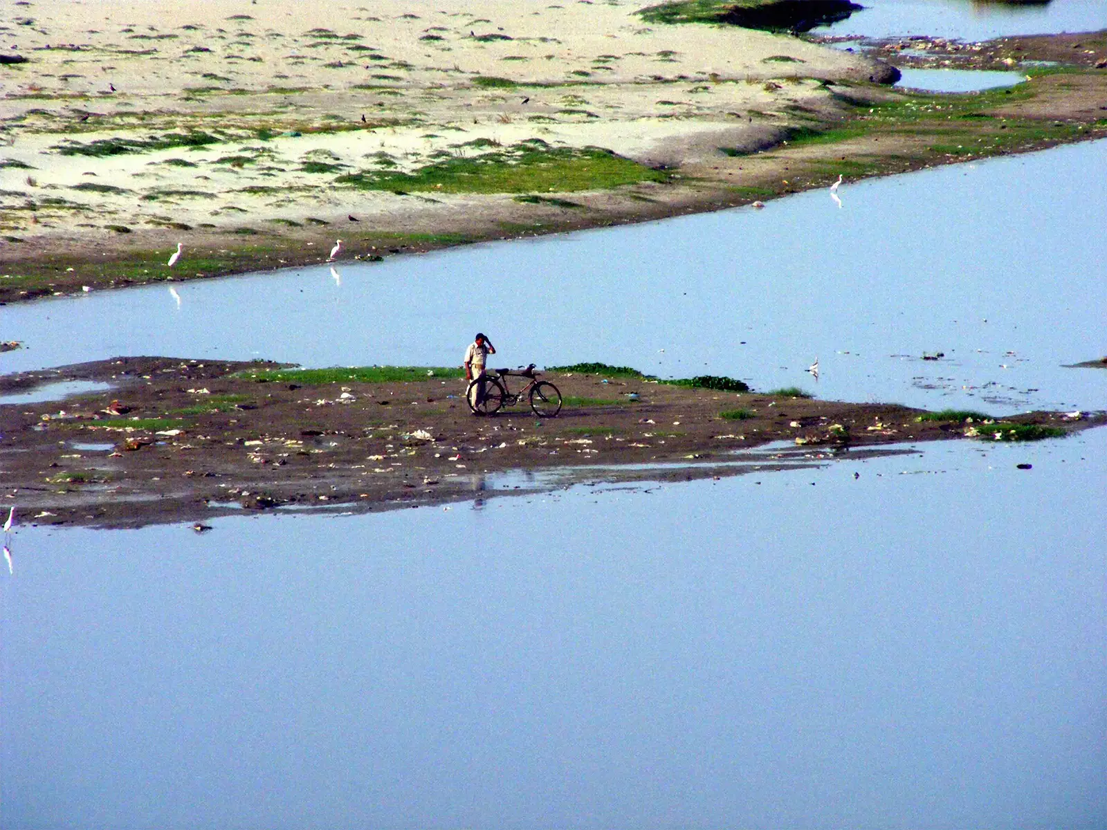 Homme et son vélo sur un banc de sable de la Yamuna, entouré d’aigrettes, à Agra