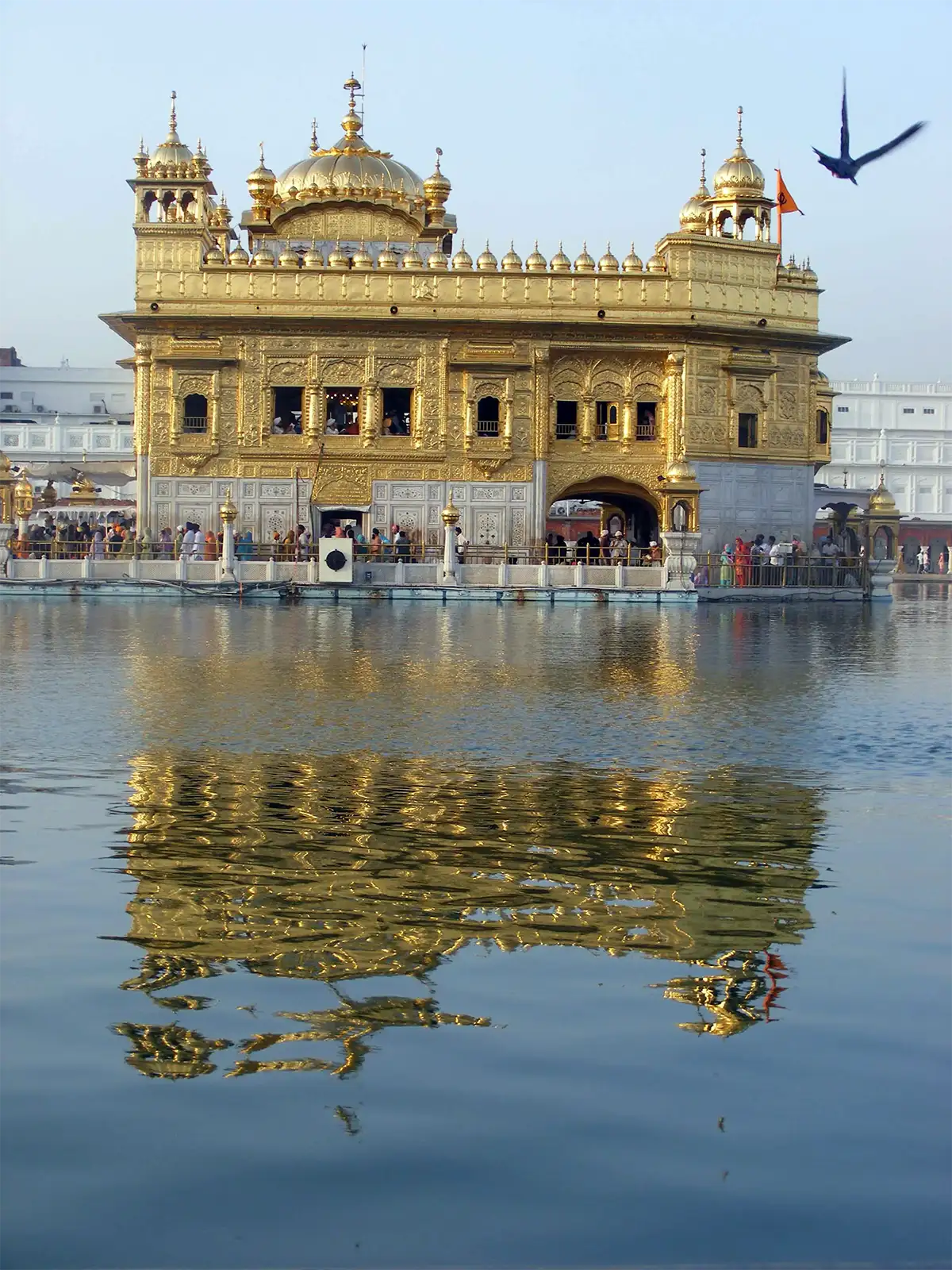 Façade dorée du Temple d’Or d’Amritsar se reflétant dans l’eau, un oiseau en plein vol