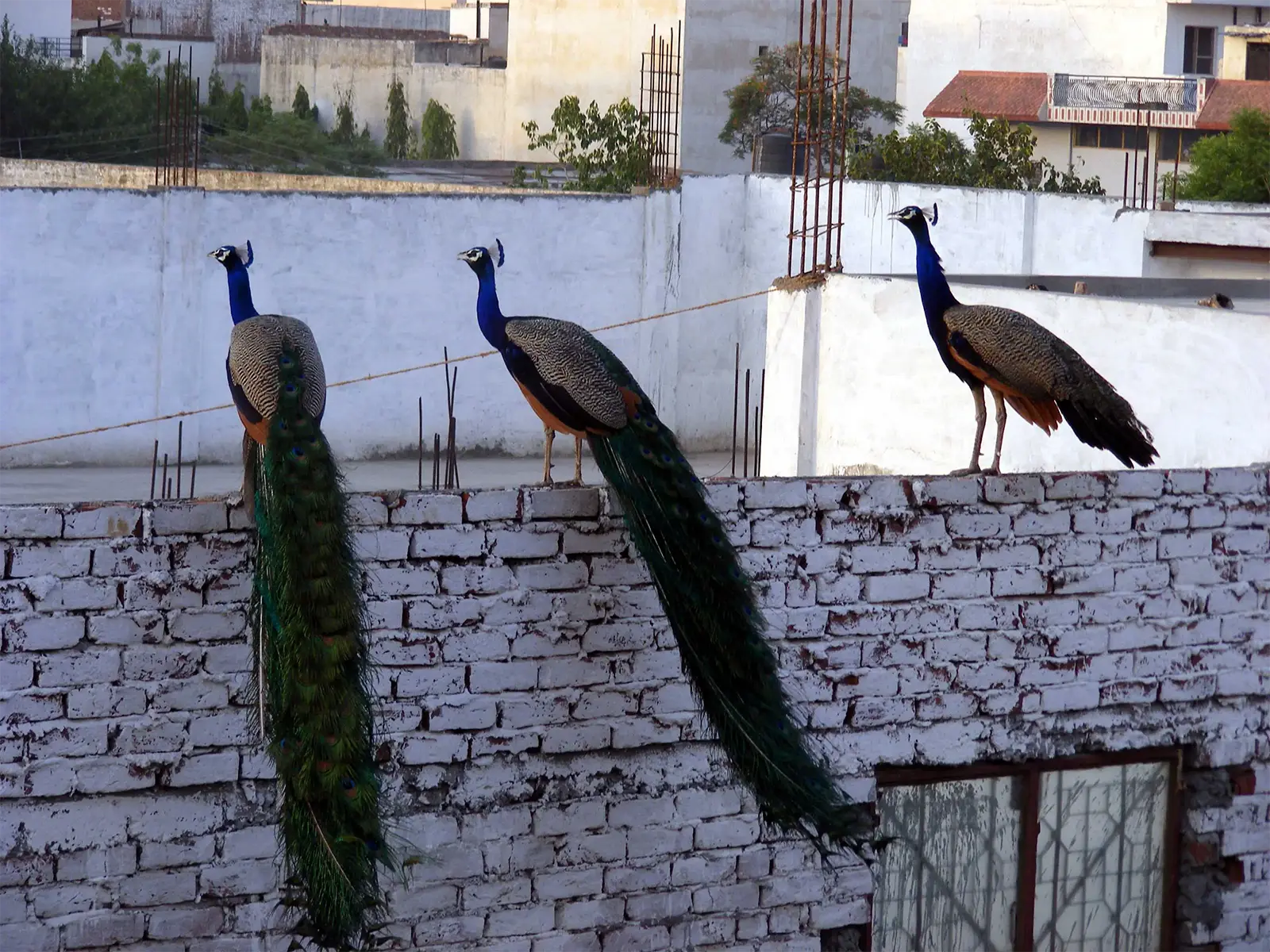Trois paons perchés sur un mur de briques à Delhi, avant le départ pour Leh