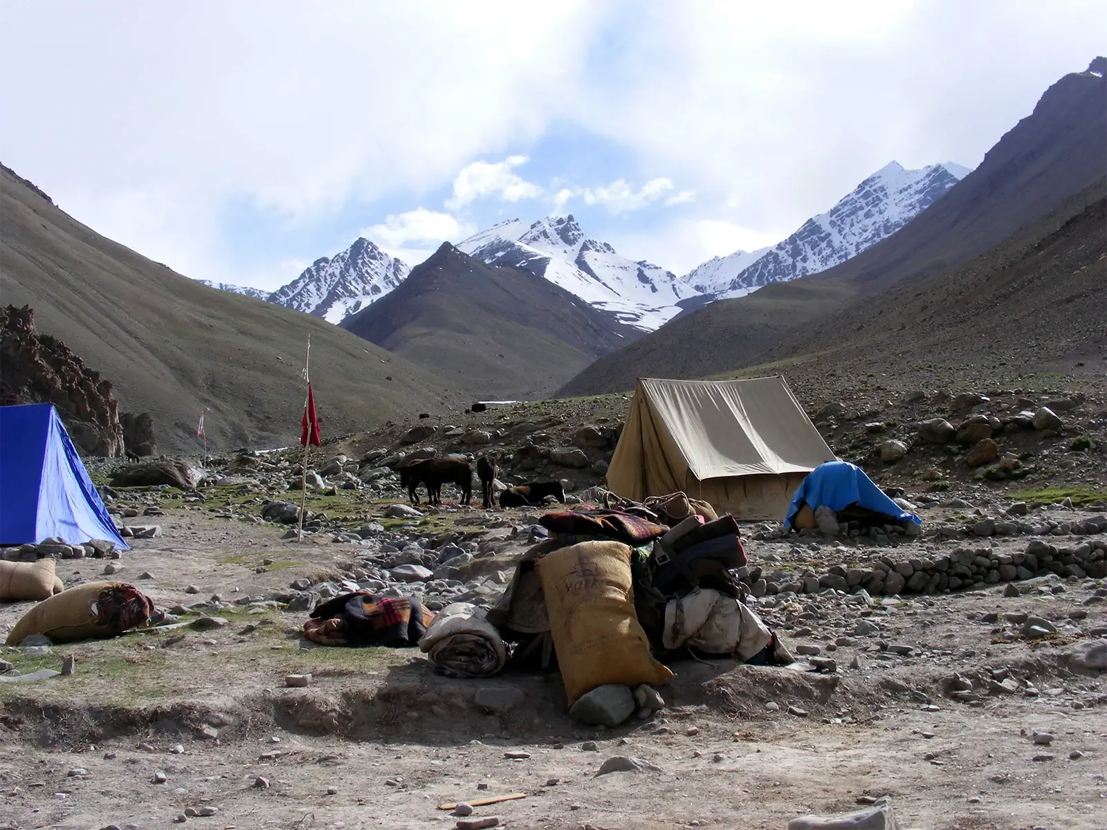 Camp sous tente et chevaux de bât au pied de sommets enneigés, sur le trek du Stok Kangri