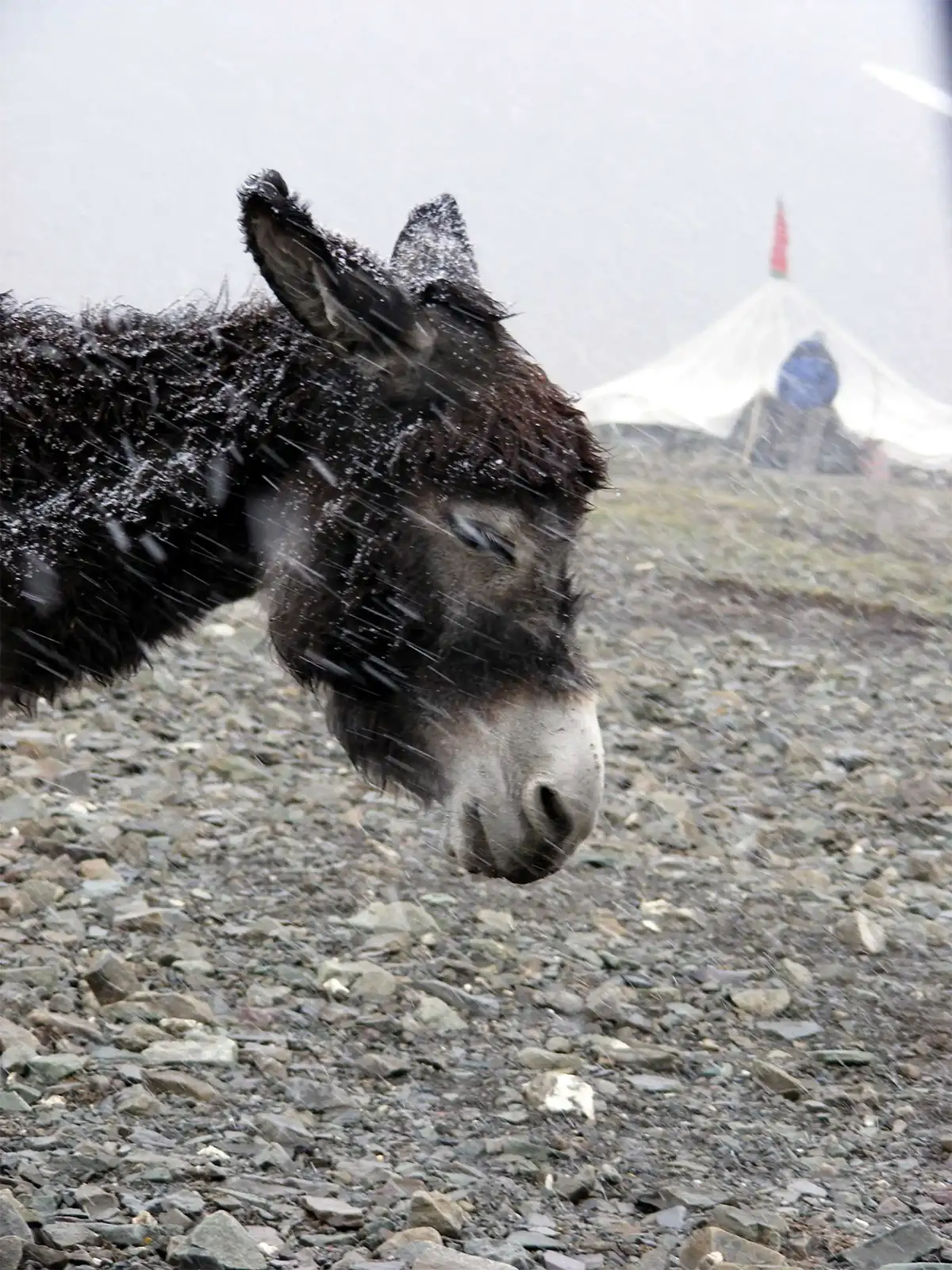 Âne sous la neige devant une tente, dans un camp du trek du Stok Kangri