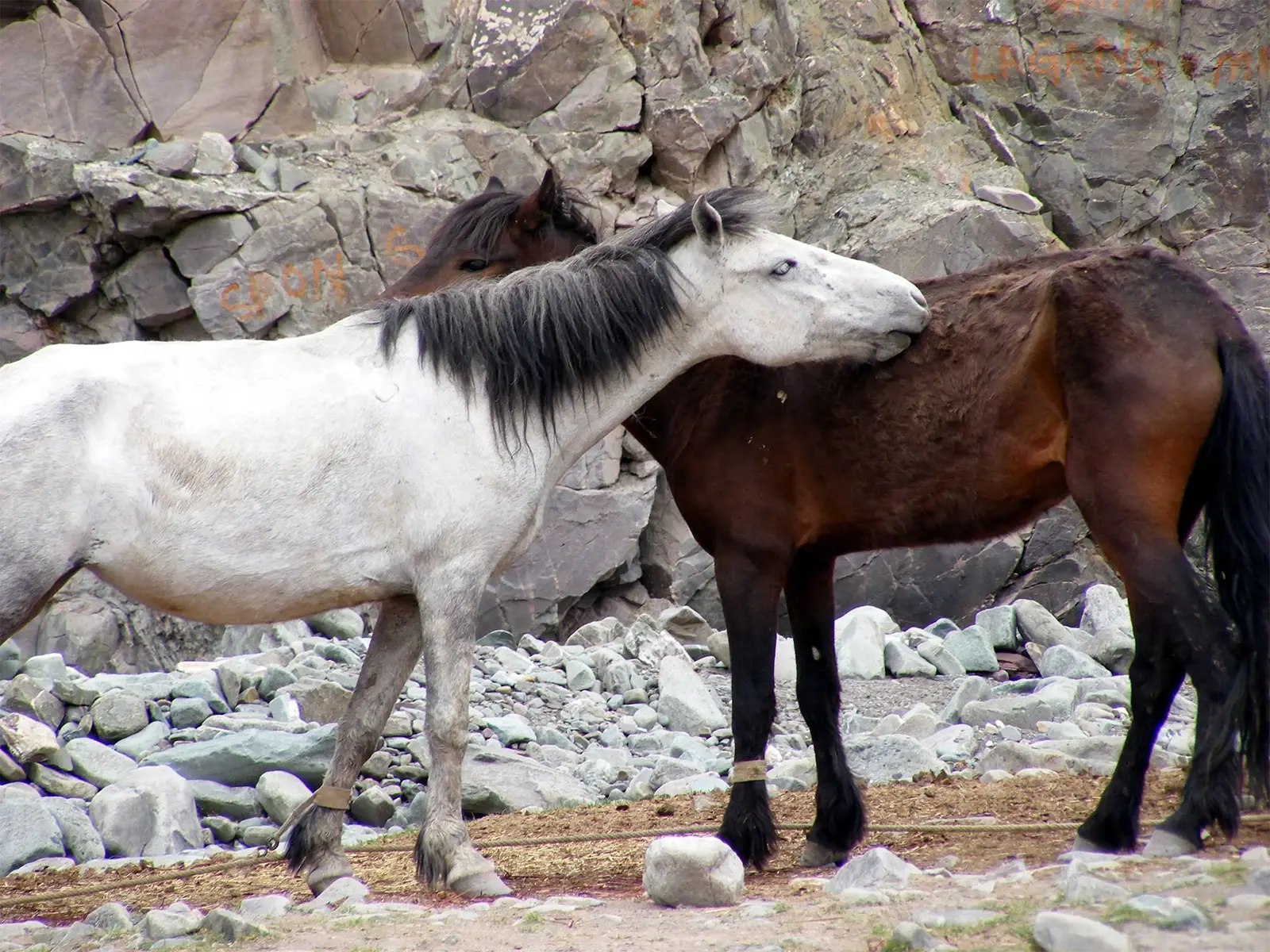 Deux chevaux, l’un blanc et l’autre brun, au repos sur le trek du Stok Kangri