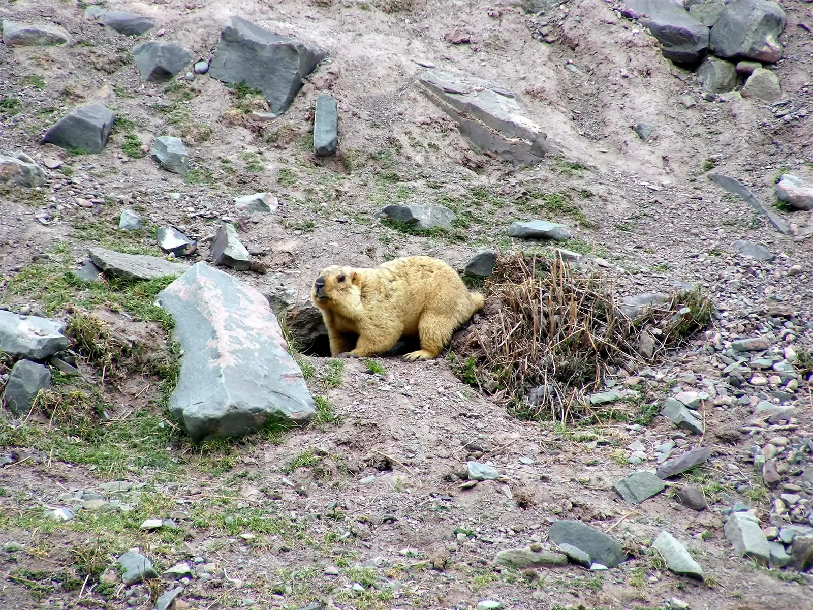Marmotte de l’Himalaya à l’entrée de son terrier sur le trek du Stok Kangri