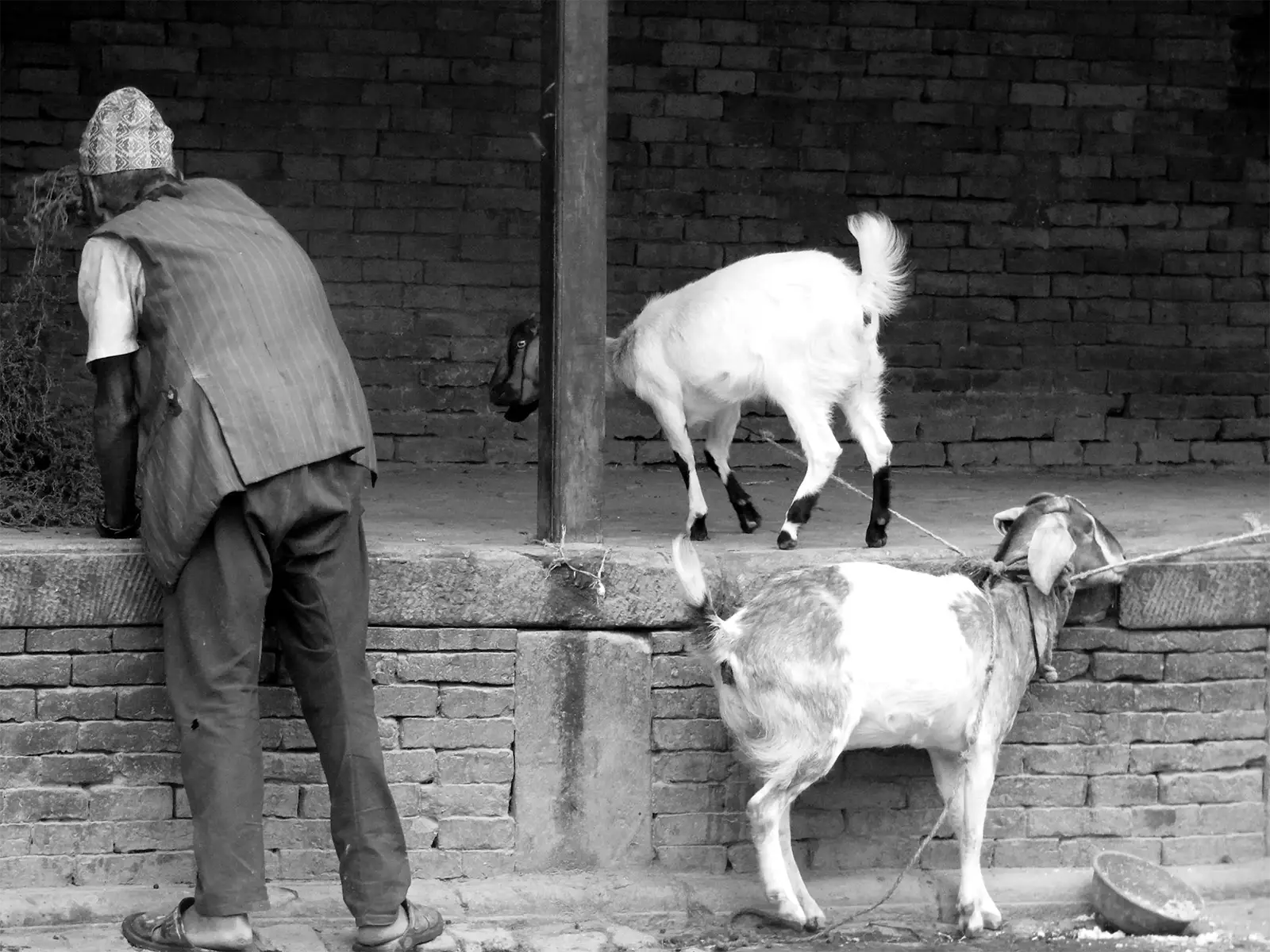 Vieil homme et chèvres attachées devant un mur de briques à Bhaktapur, en noir et blanc