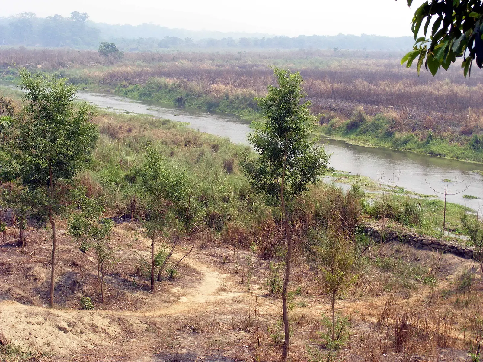 Rivière et hautes herbes de la plaine du Teraï dans le parc national de Chitwan