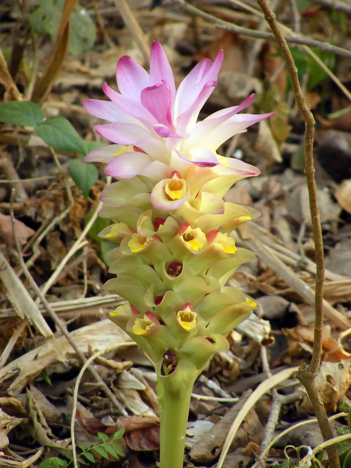 Fleur rose et jaune de curcuma sauvage dans le sous-bois de la jungle de Chitwan