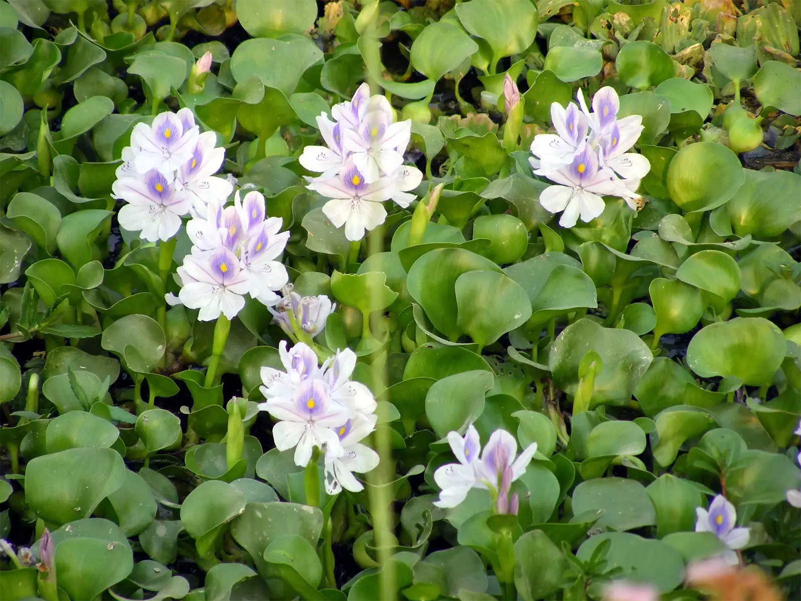 Jacinthes d’eau en fleur, mauves et blanches, sur une mare du parc de Chitwan