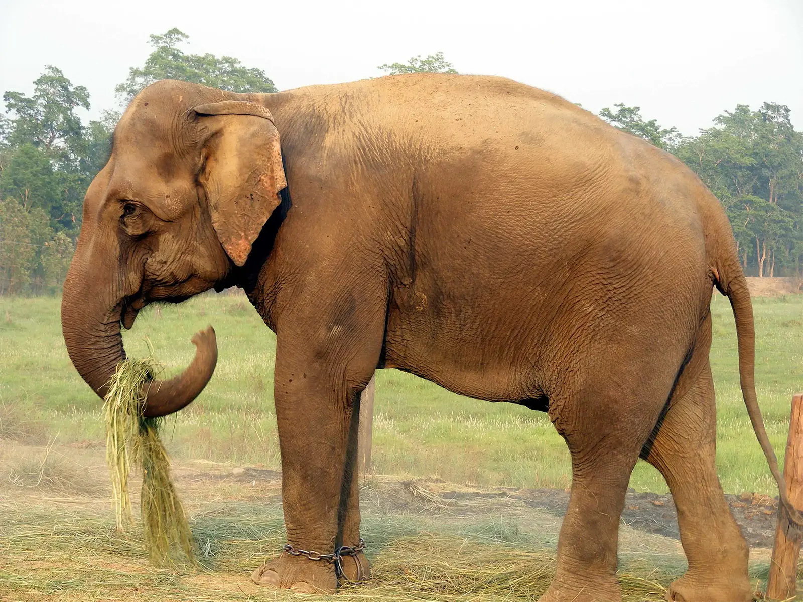Éléphant d’Asie mâchant une botte d’herbe, une chaîne à la patte, à Chitwan