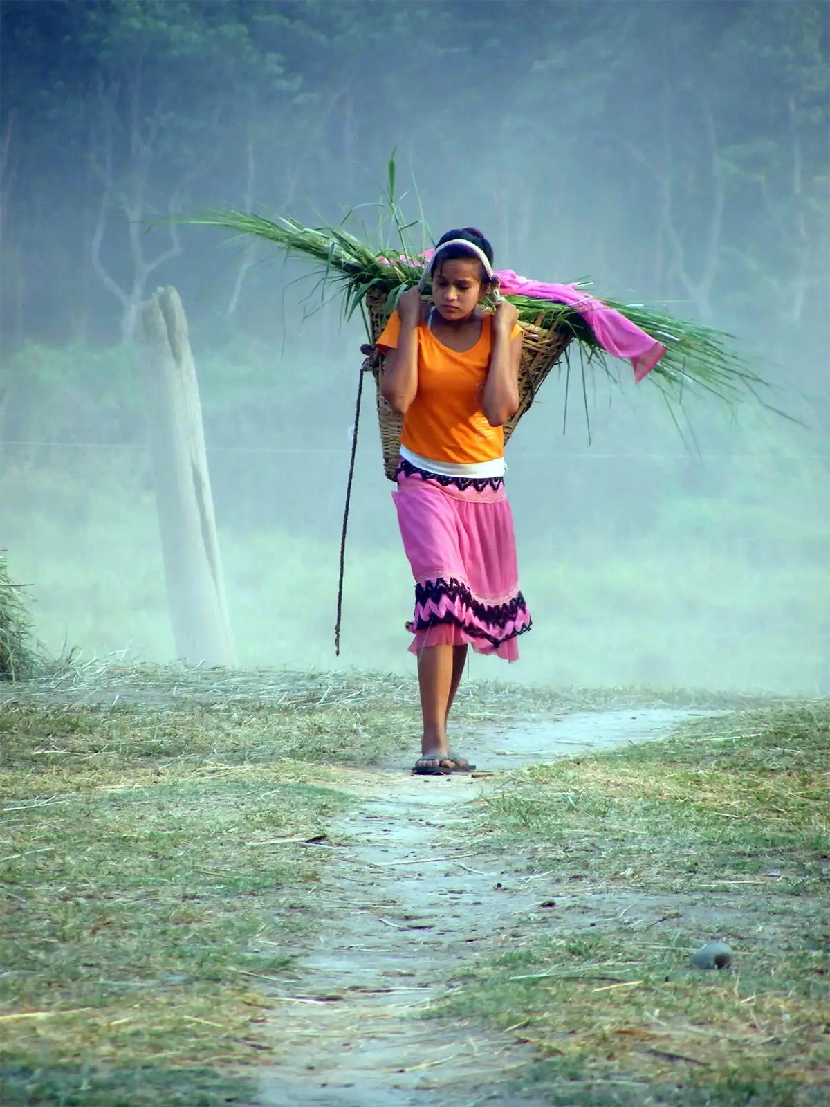 Jeune femme portant une hotte d’herbe sur un sentier dans la brume de Chitwan