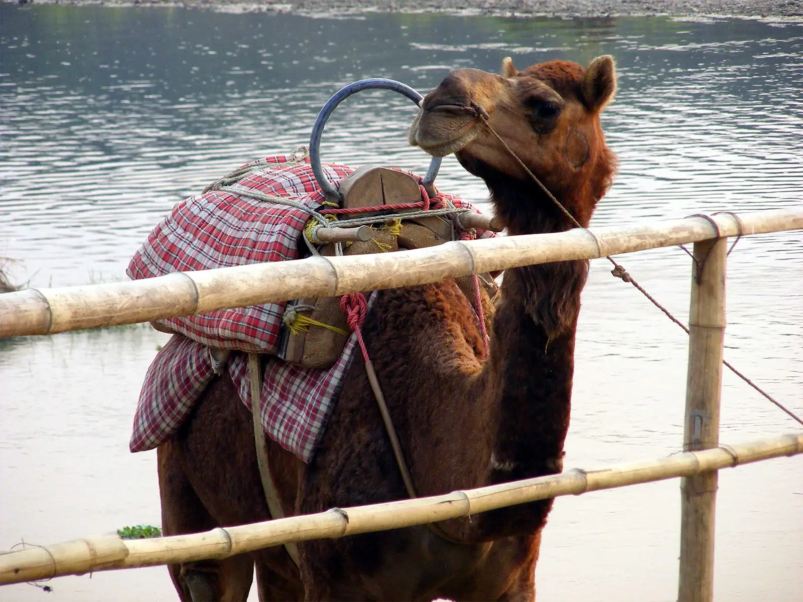 Dromadaire sellé derrière une barrière de bambou au bord de la rivière à Chitwan