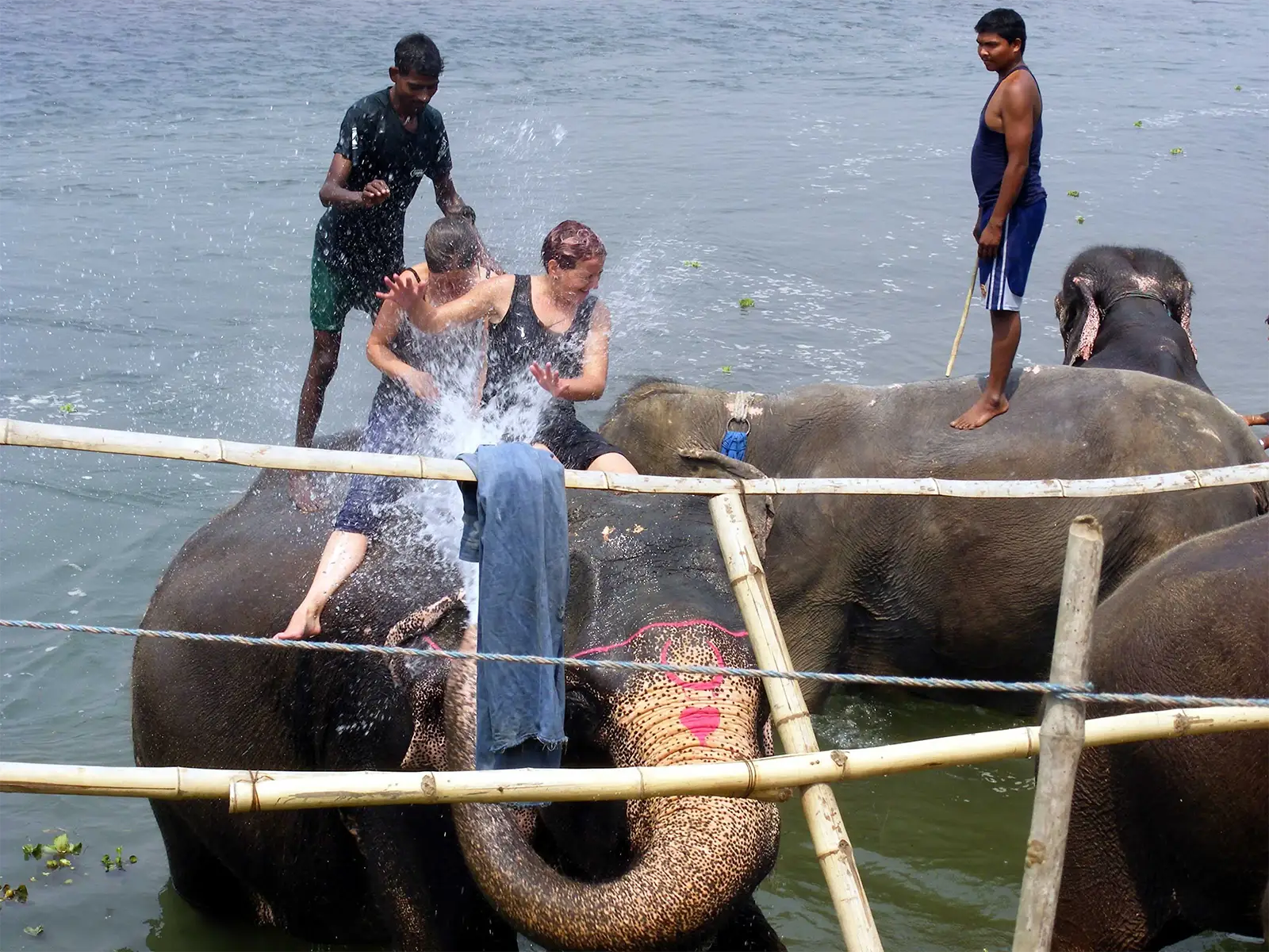Voyageurs arrosés par la trompe d’un éléphant pendant le bain dans la rivière à Chitwan