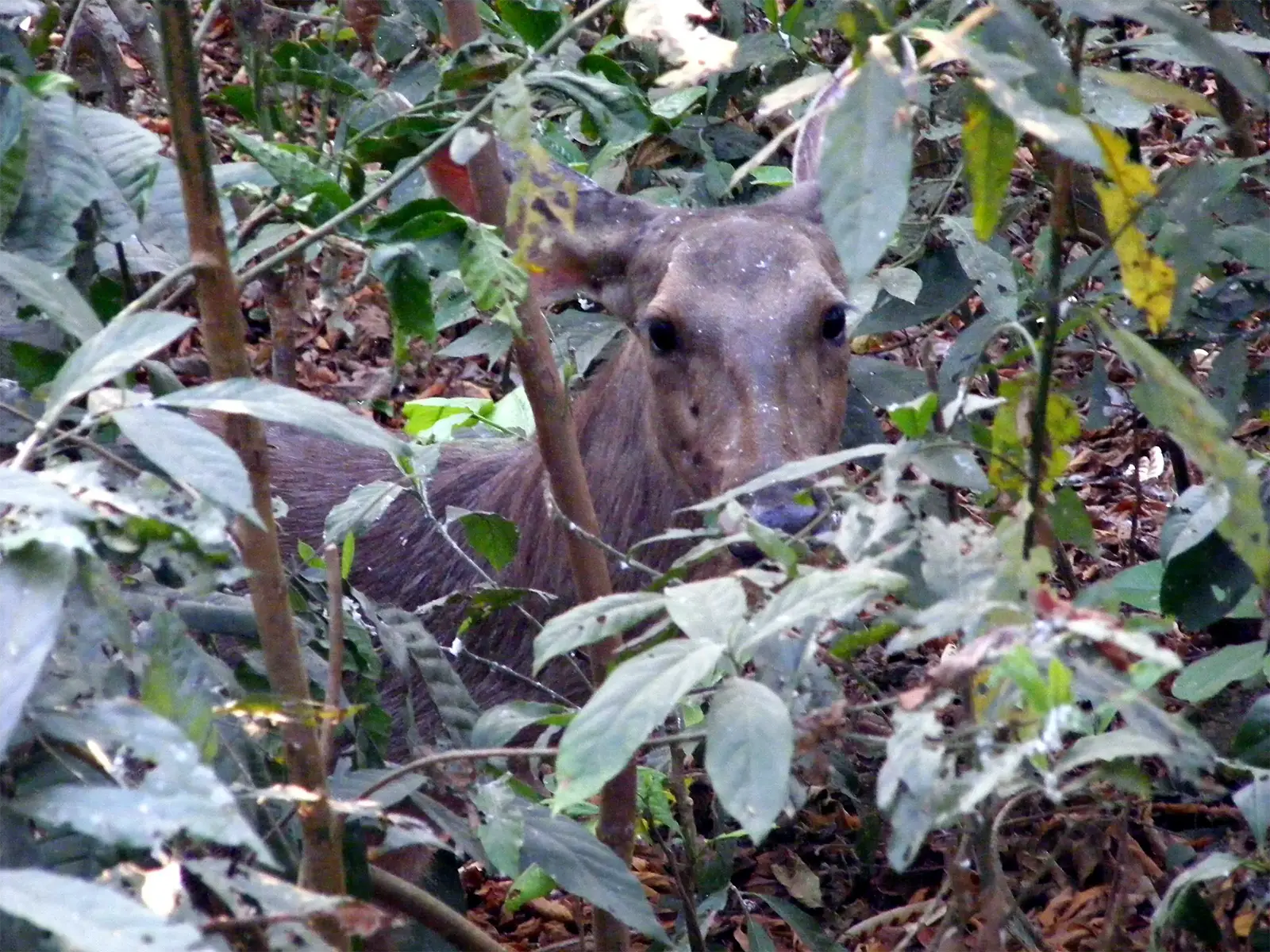 Cerf caché derrière les feuillages lors d’une randonnée dans la jungle de Chitwan