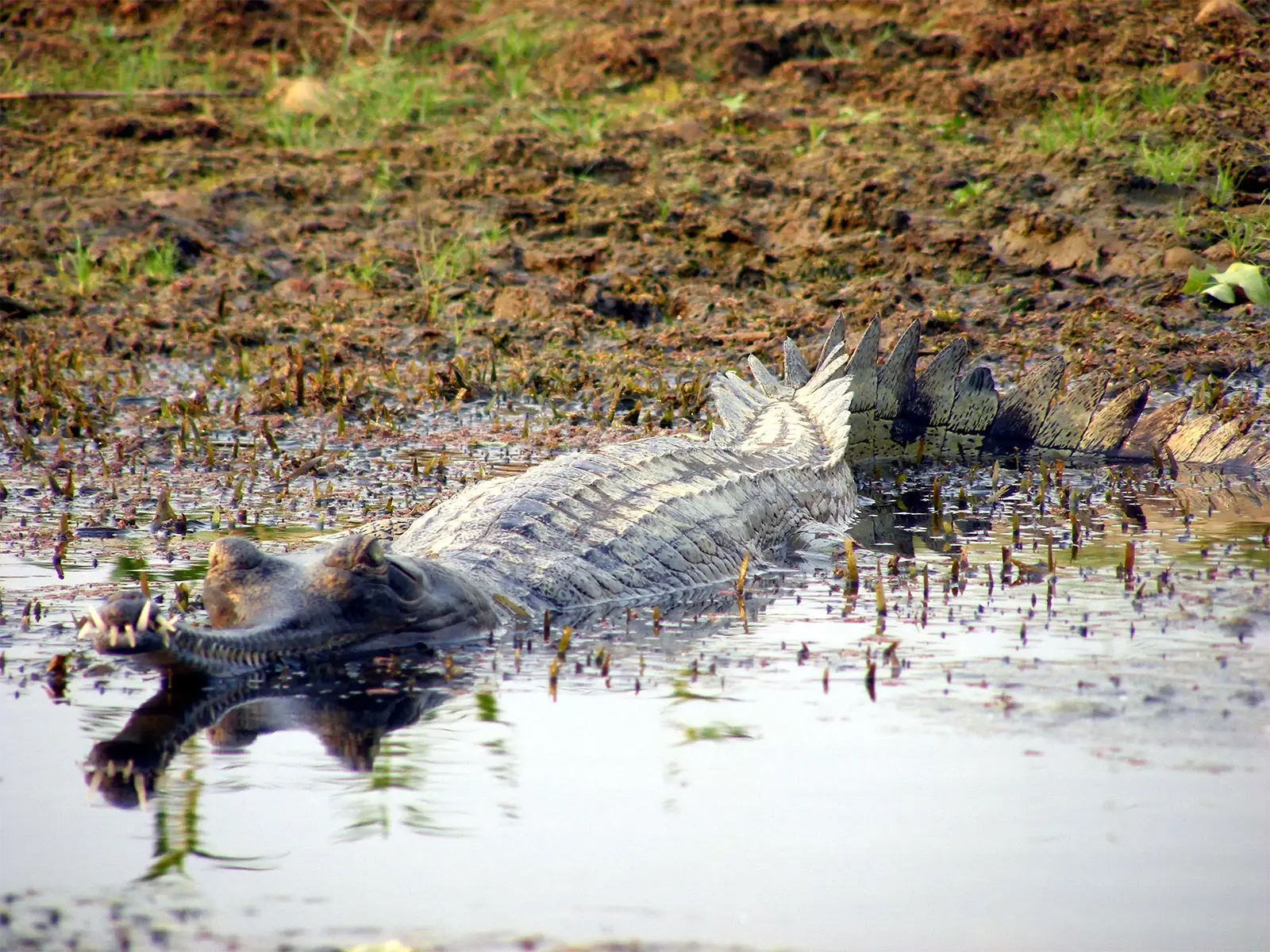 Crocodile sauvage immobile dans l’eau peu profonde, son reflet à la surface, à Chitwan