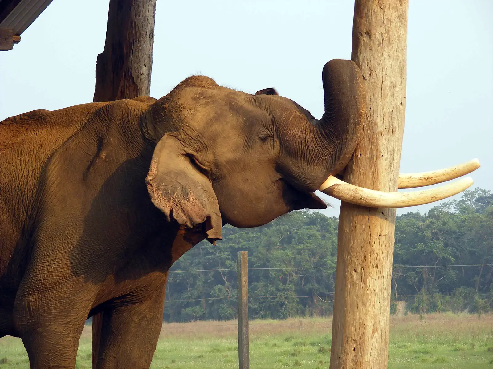 Éléphant mâle aux longues défenses, la trompe contre un poteau de bois, à Chitwan