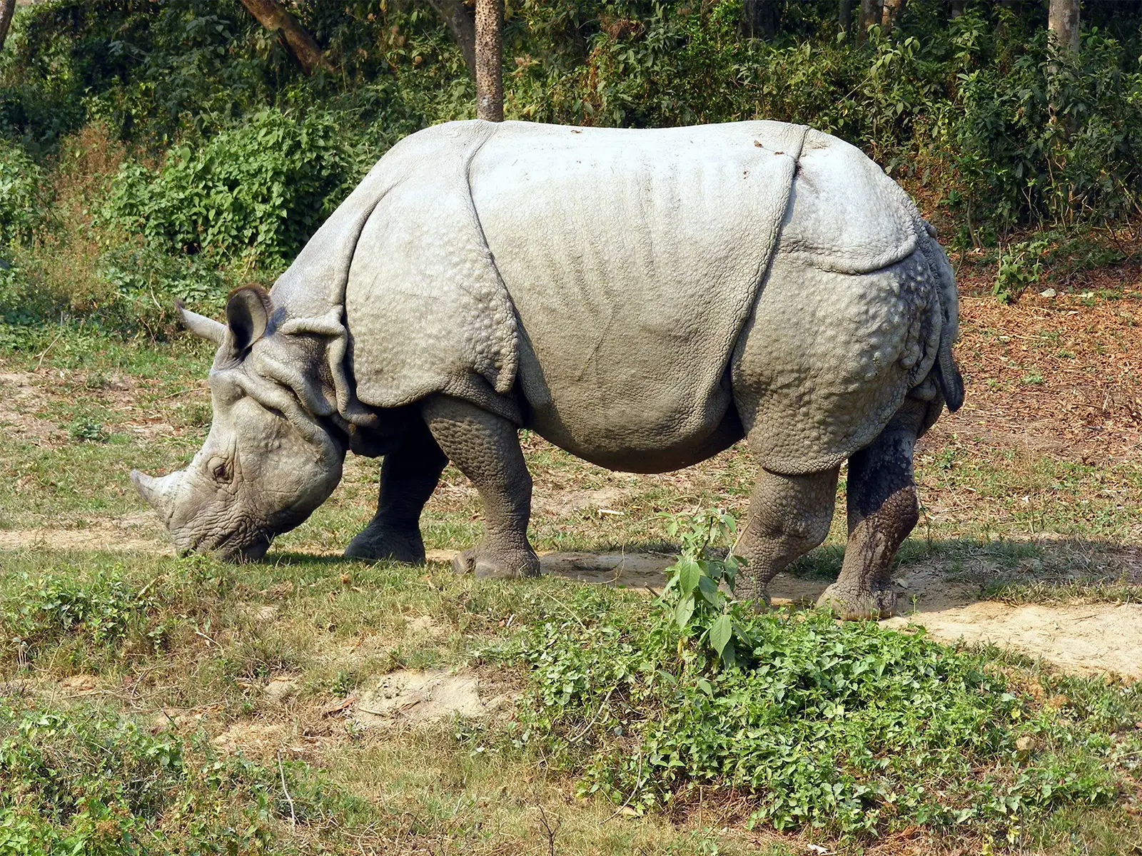 Rhinocéros indien unicorne broutant l’herbe en lisière de jungle dans le parc de Chitwan