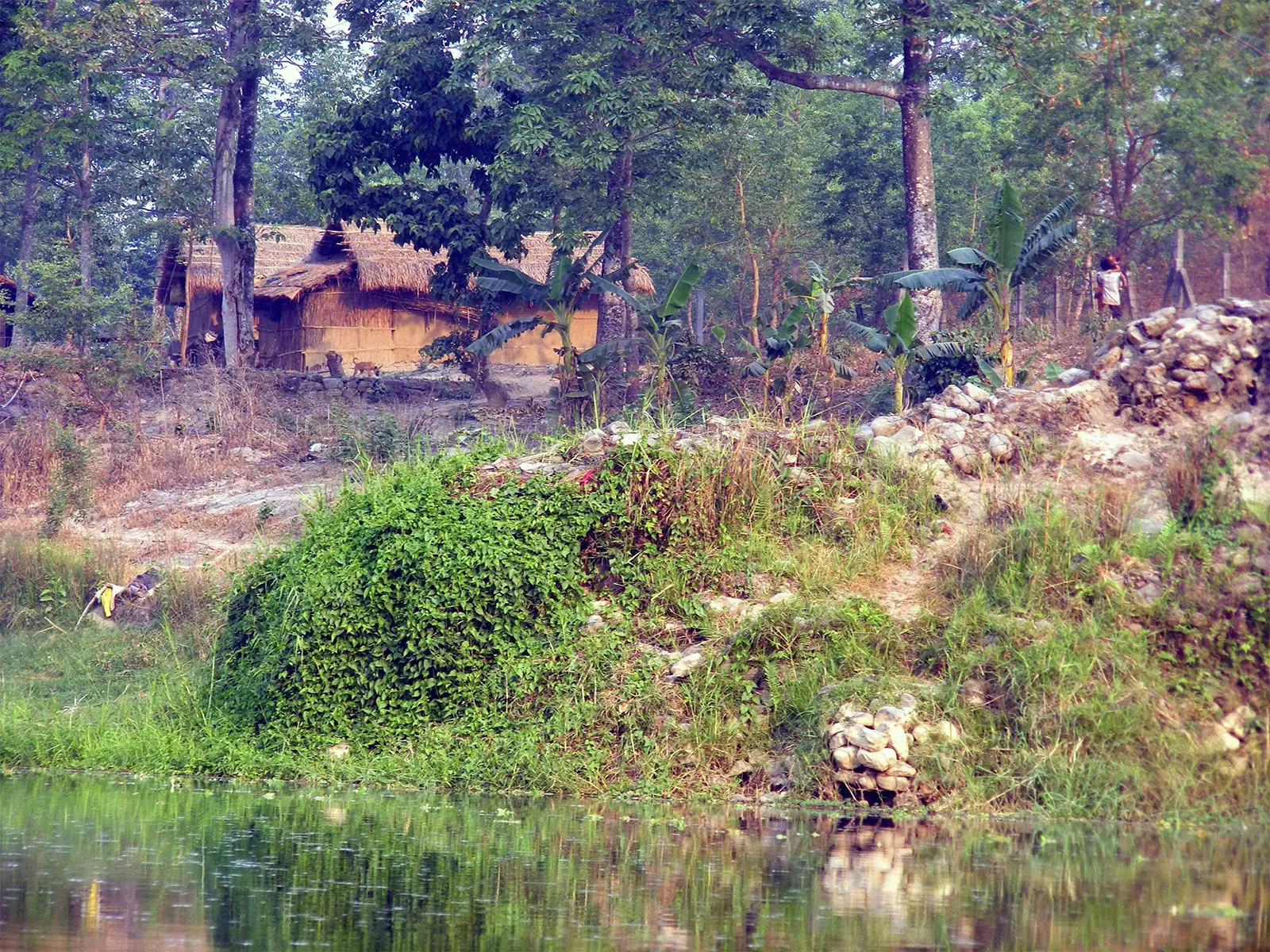 Maison traditionnelle au toit de chaume au bord de l’eau dans un village de Chitwan