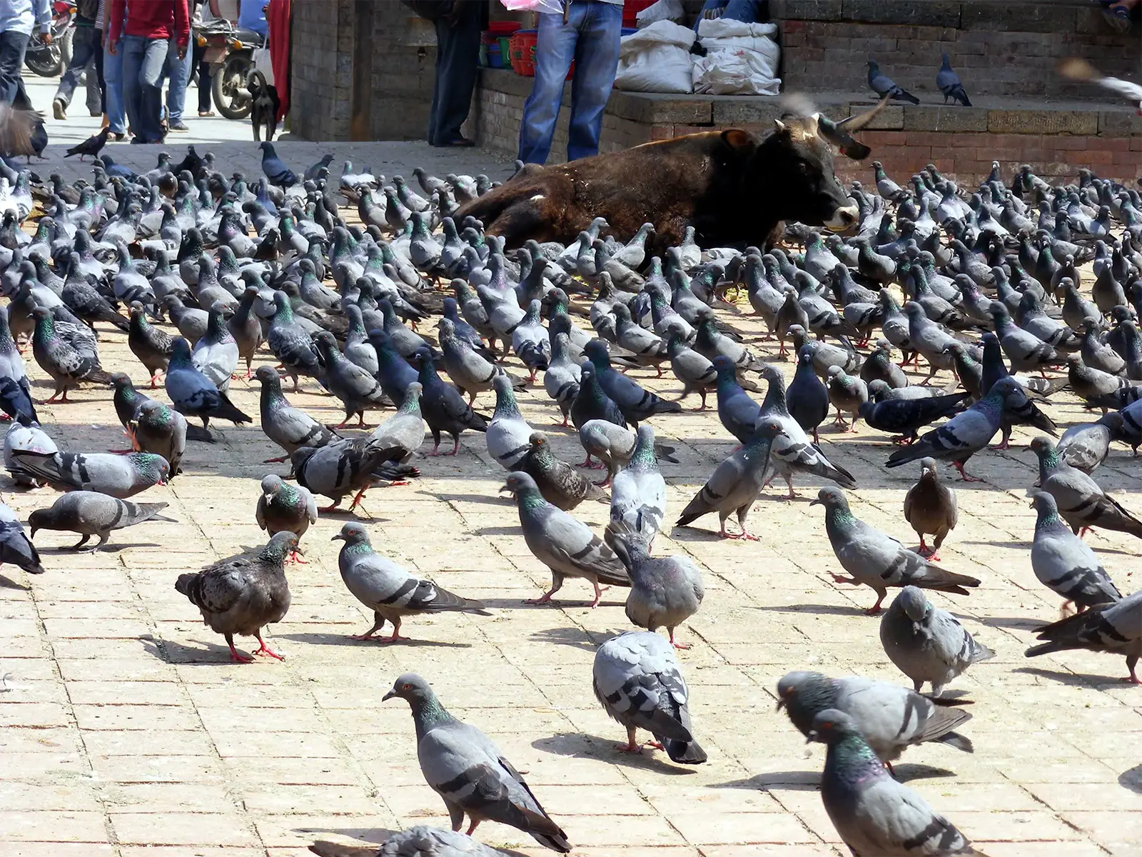 Nuée de pigeons autour d’un taureau couché sur le Durbar Square de Katmandou
