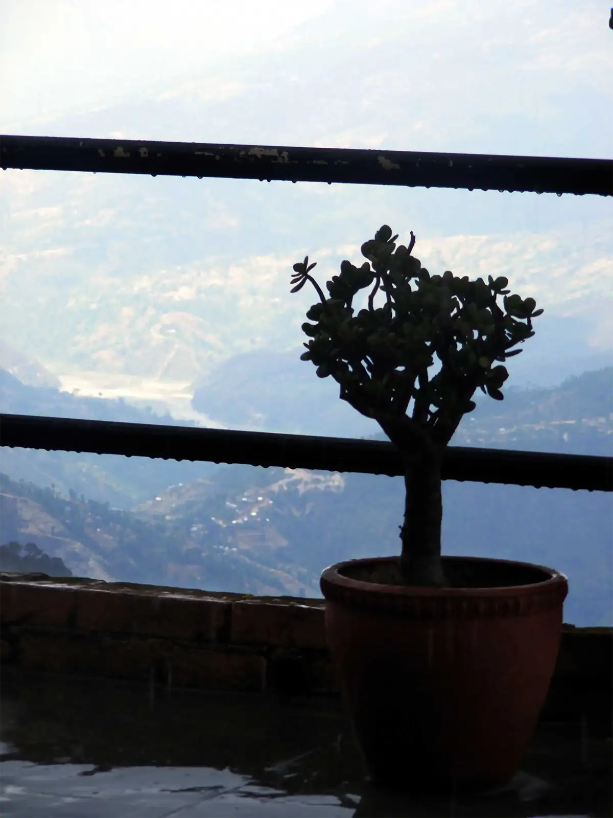 Plante grasse en pot sur une terrasse face aux collines brumeuses de Nagarkot
