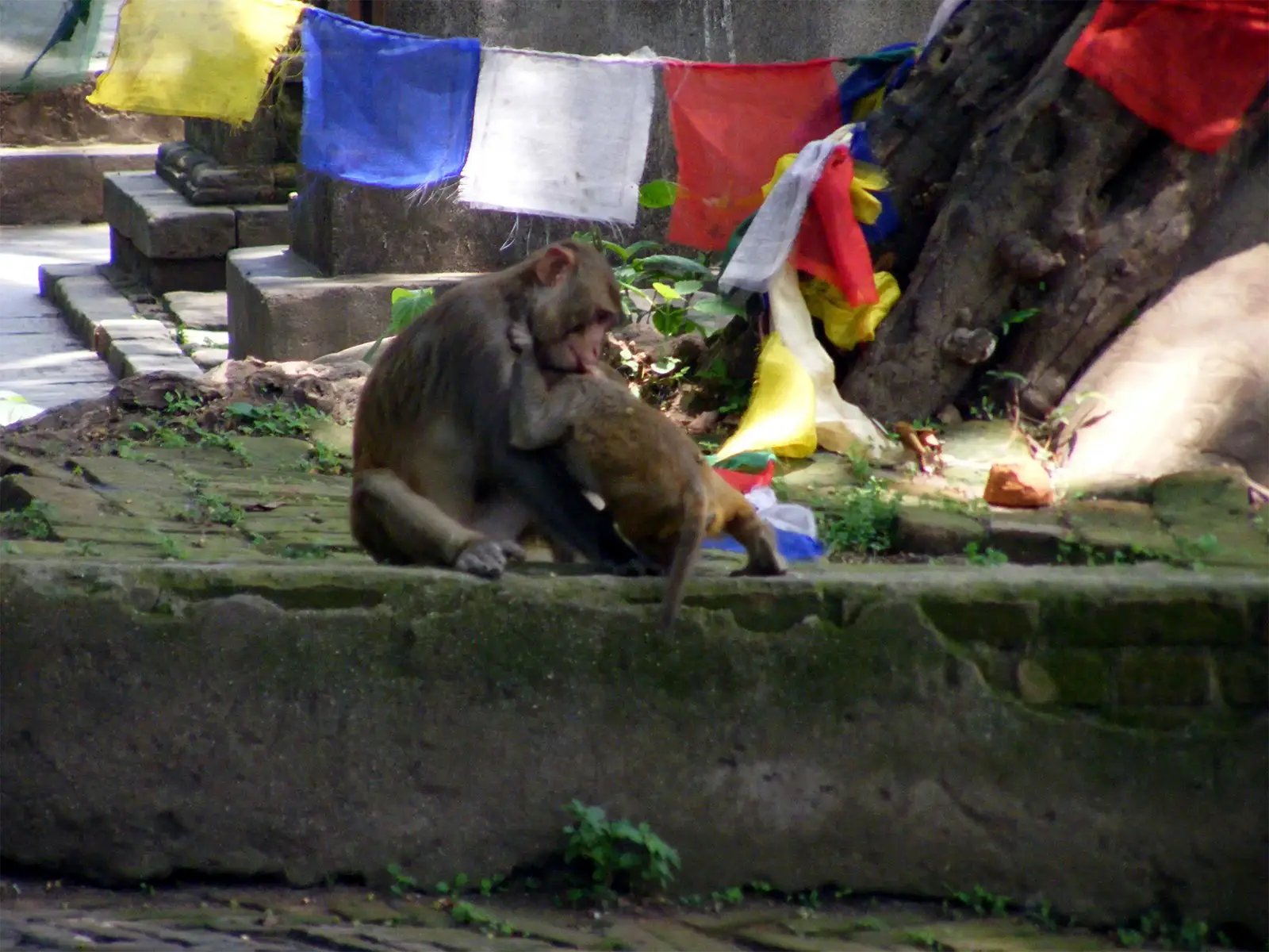 Macaques sous les drapeaux de prières au temple de Swayambhunath à Katmandou
