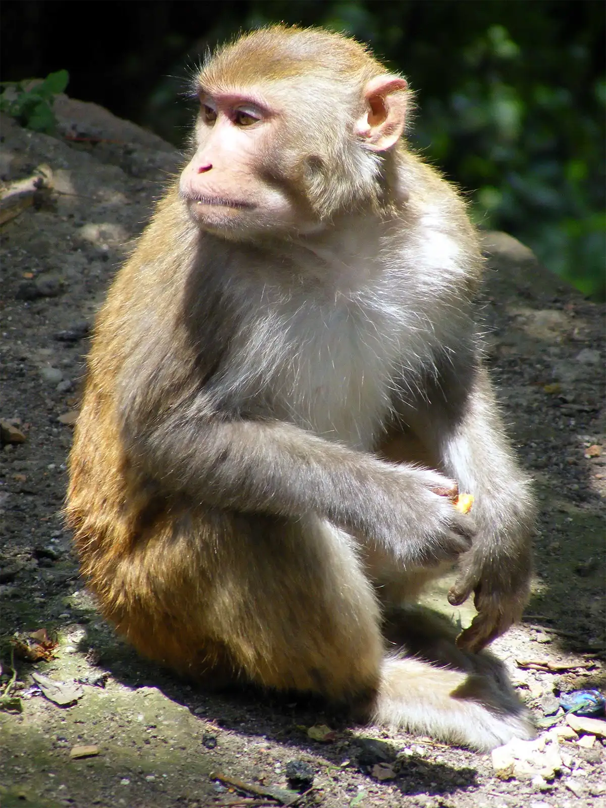 Macaque rhésus assis au soleil, un morceau de nourriture à la main, à Katmandou