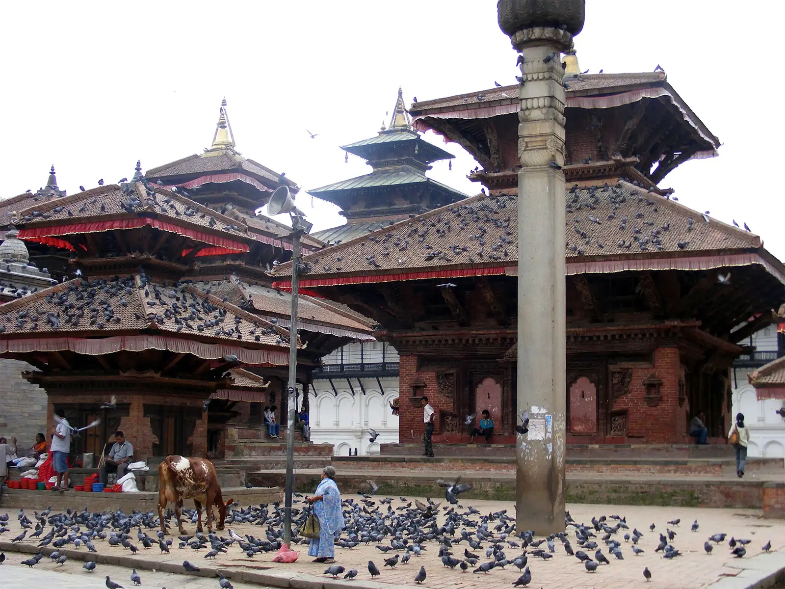 Vache, pigeons et temples à pagodes sur le Durbar Square de Katmandou