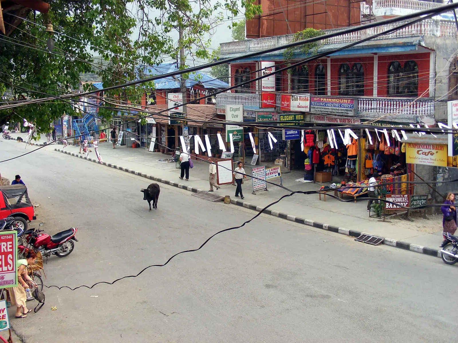 Vache traversant une rue commerçante de Pokhara bordée de boutiques