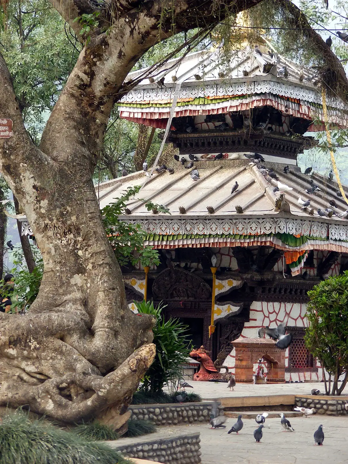 Temple hindou à pagode couvert de pigeons, à l’ombre d’un vieil arbre à Pokhara
