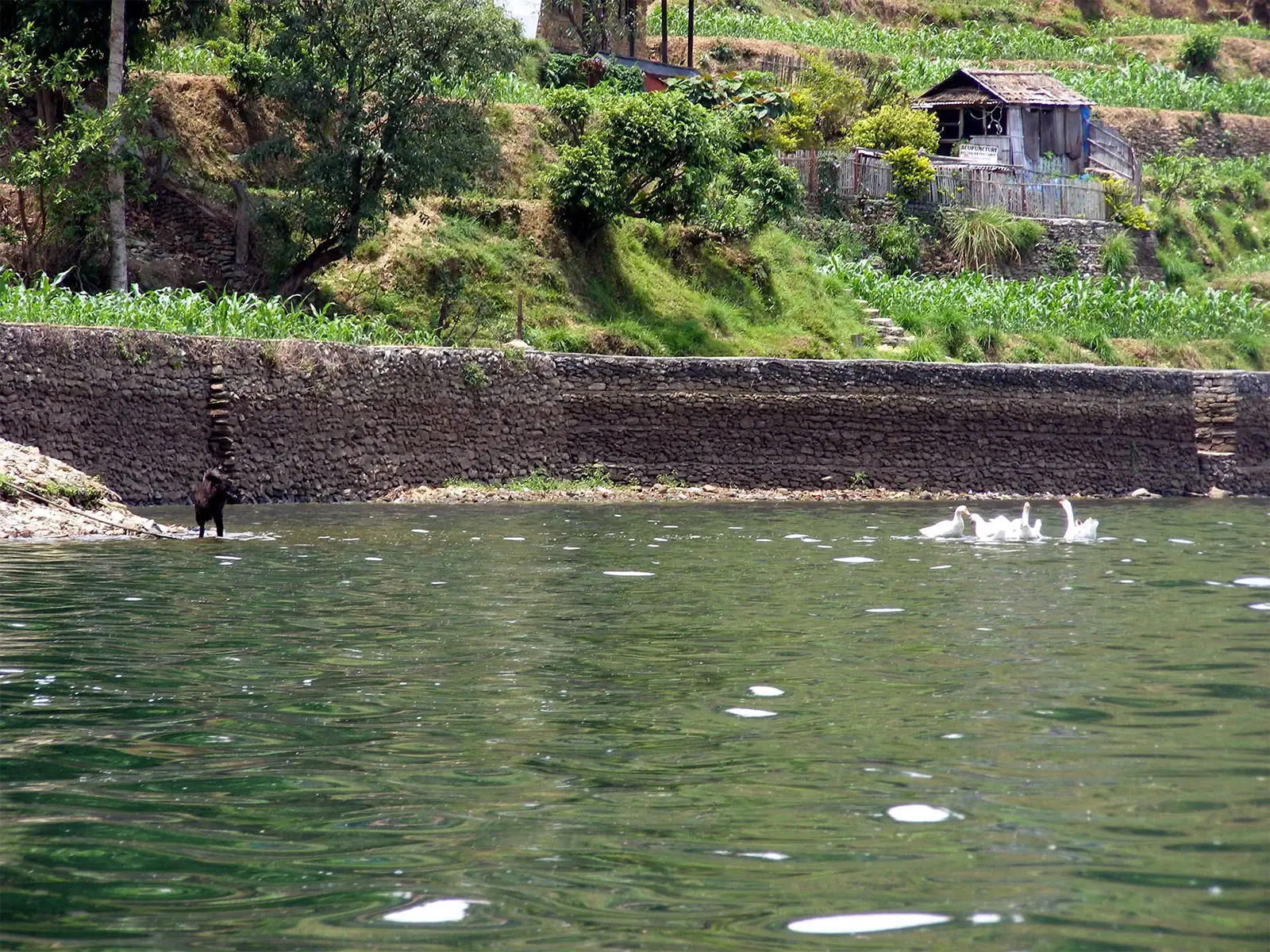 Oies blanches et chien au pied d’un muret de pierre sur le lac Phewa à Pokhara