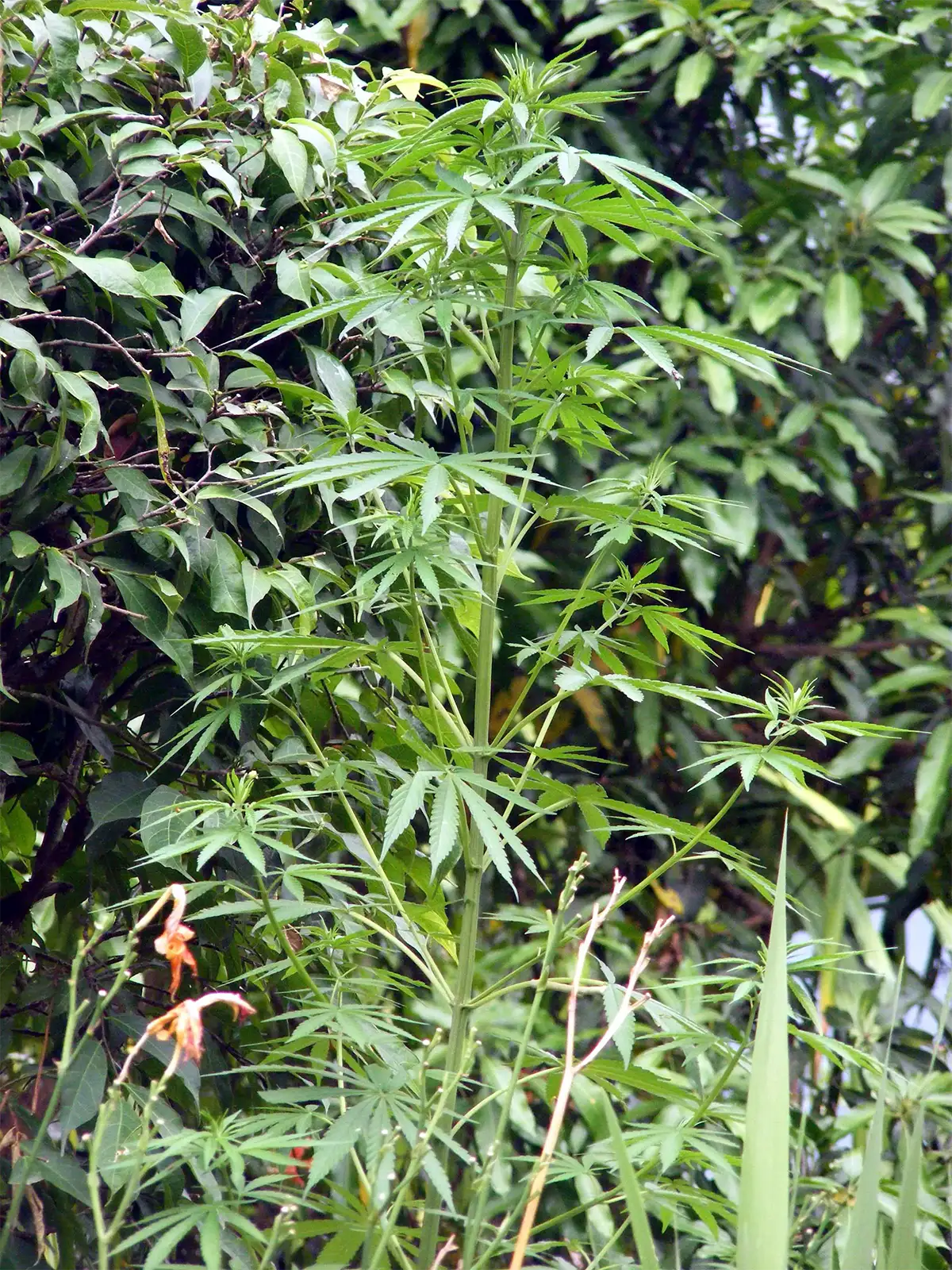 Plant de cannabis poussant à l’état sauvage dans la végétation de Pokhara