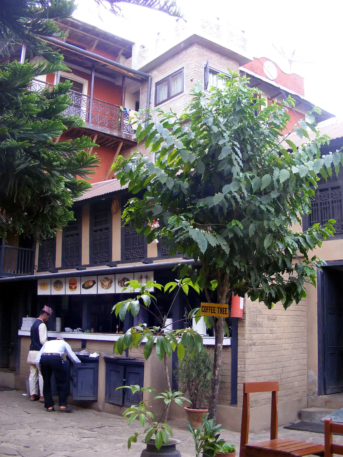 Caféier dans la cour du restaurant Nanglo West, entre ses façades en bois, à Tansen