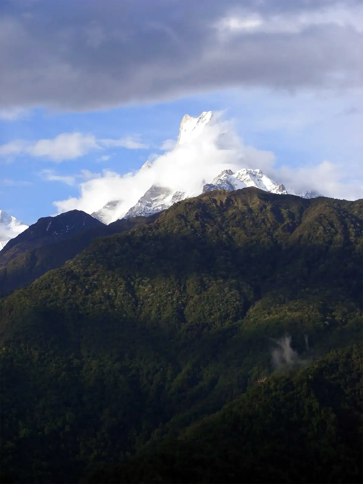 Pointe du Machapuchare dans les nuages, au-dessus des versants boisés du trek des Annapurnas