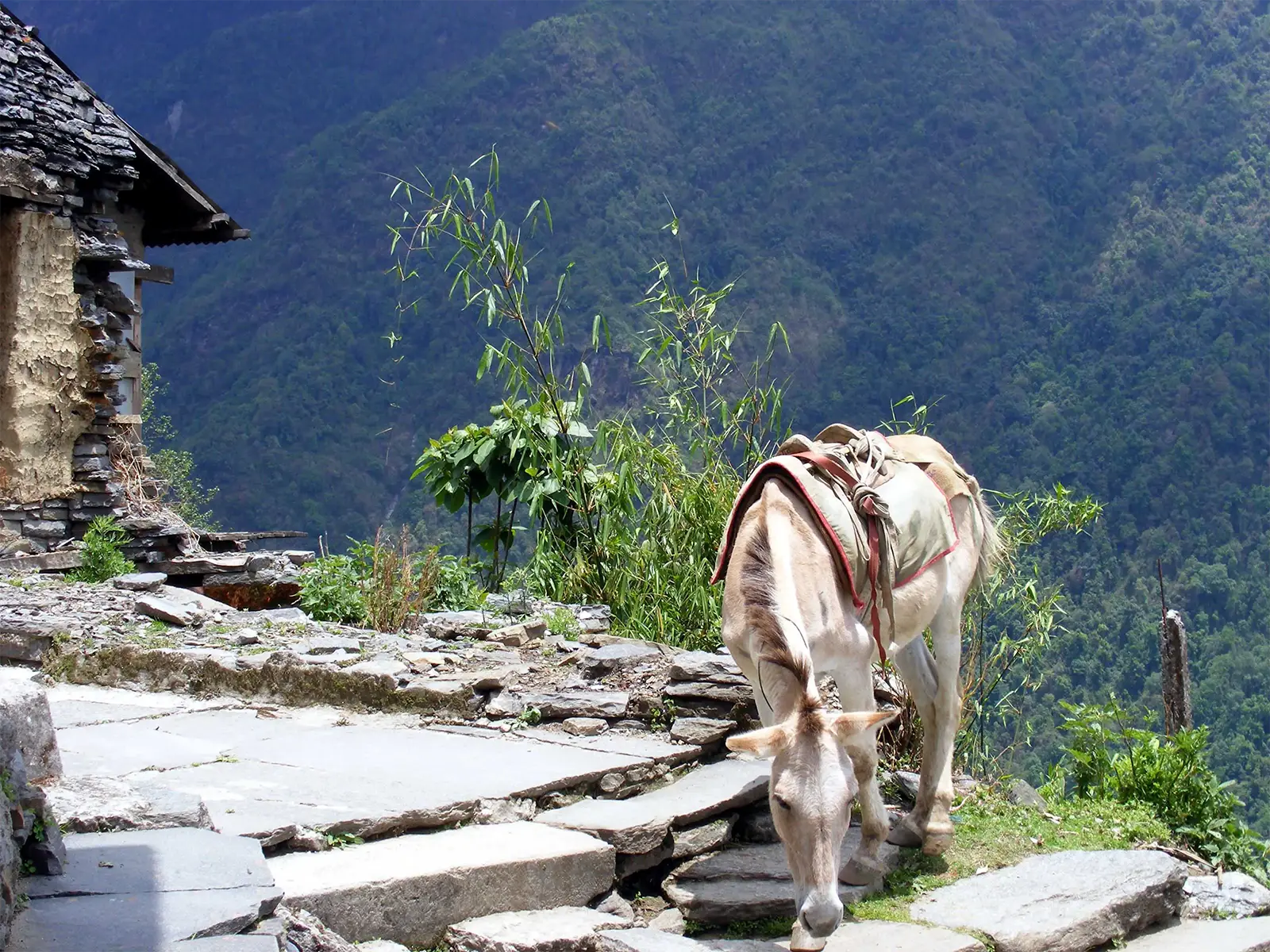 Mule bâtée broutant sur un sentier dallé du trek des Annapurnas, face à la vallée